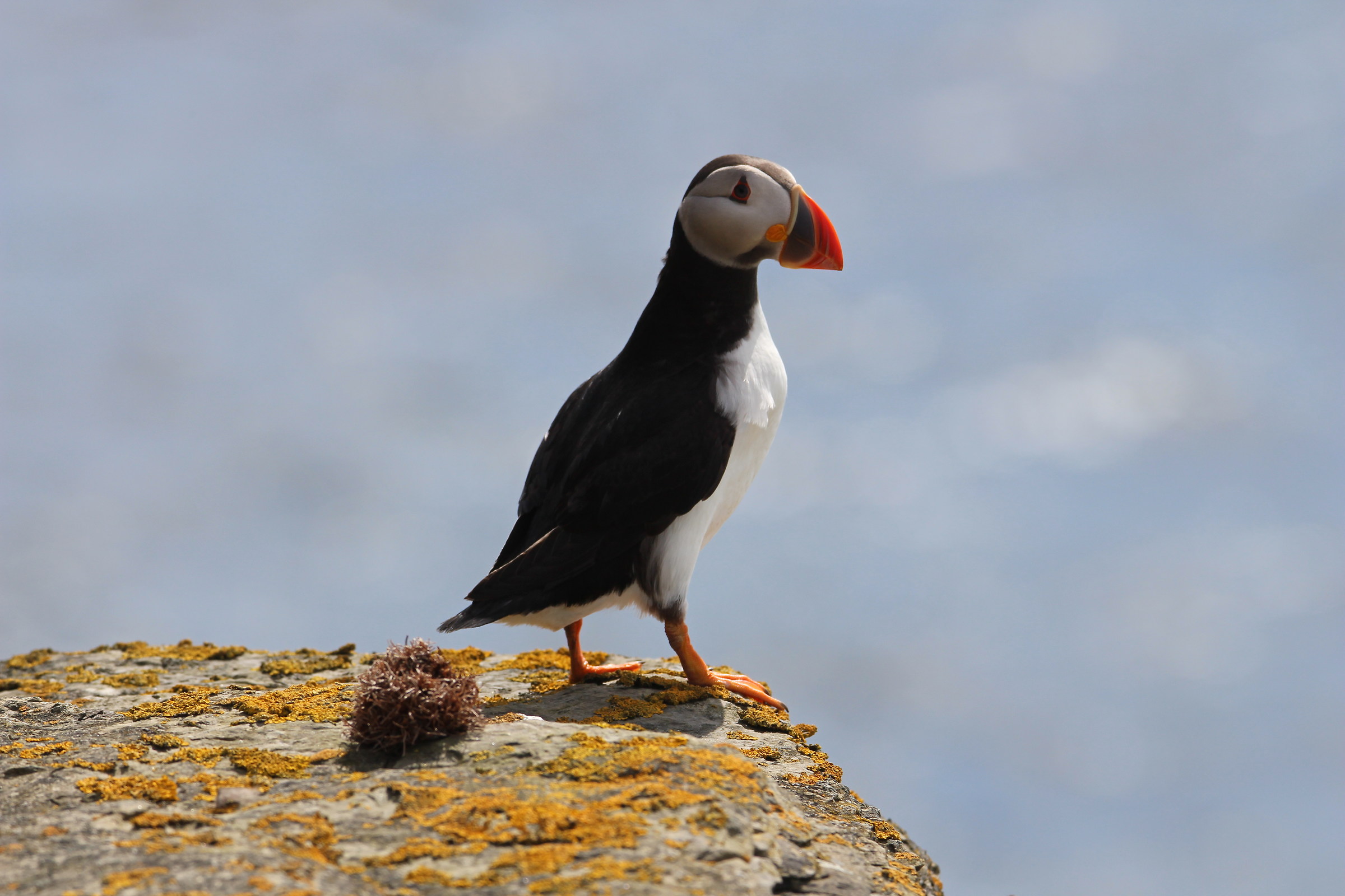 puffin