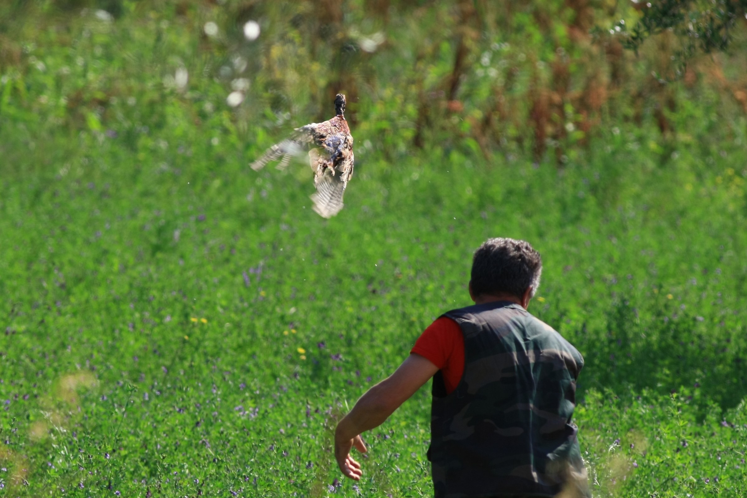 Ripopolamento controllato.