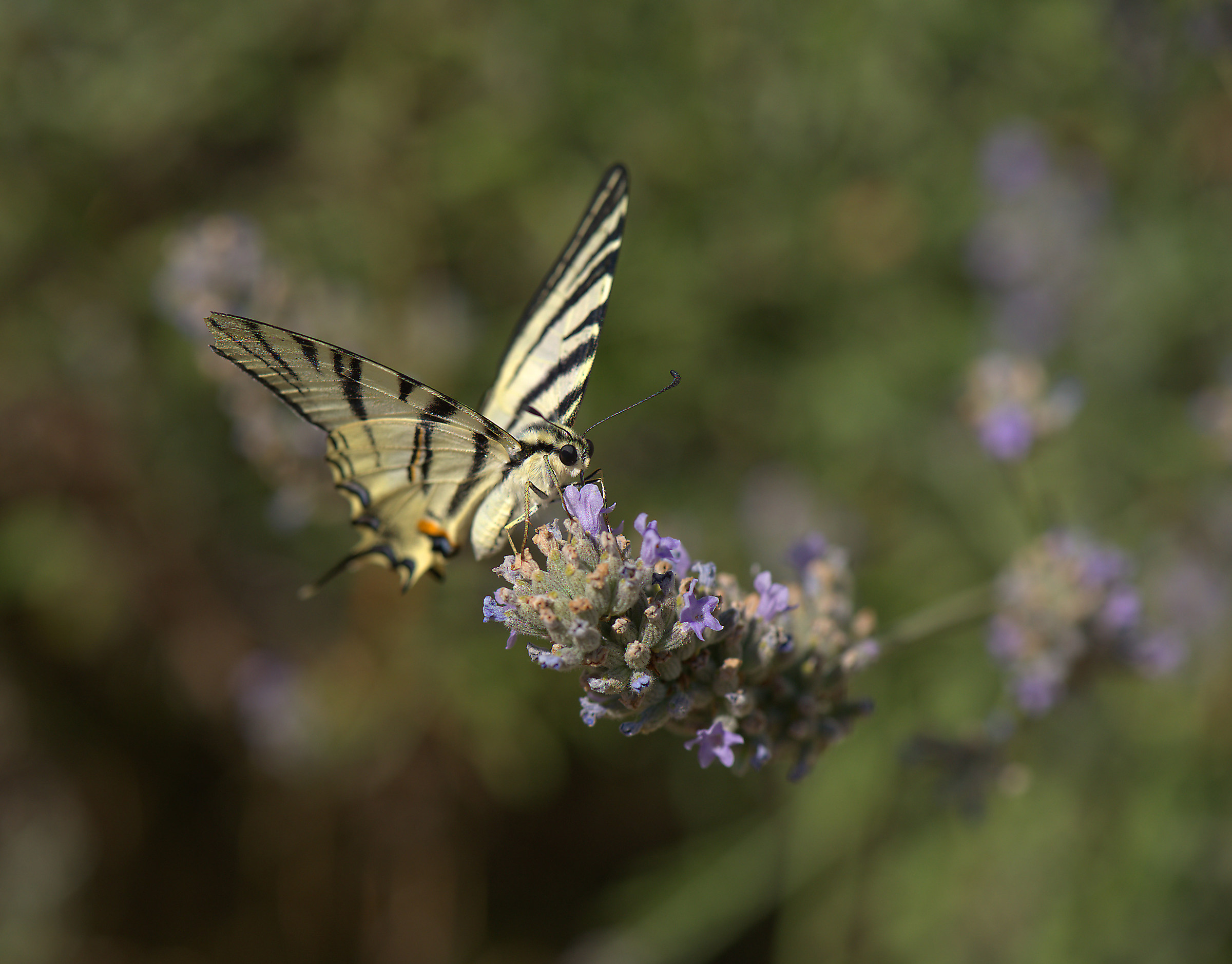 Iphiclides podalirius