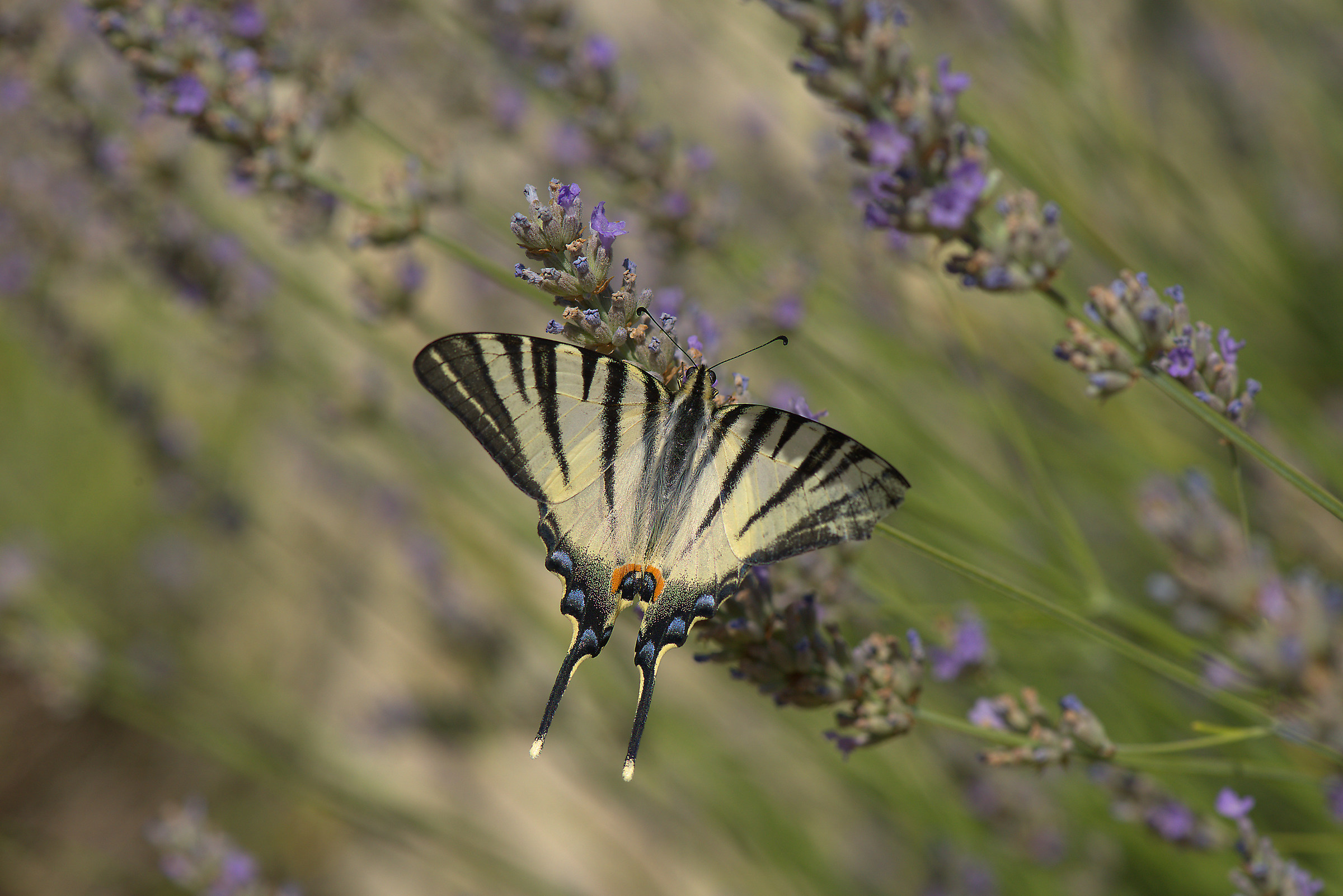 Iphiclides podalirius