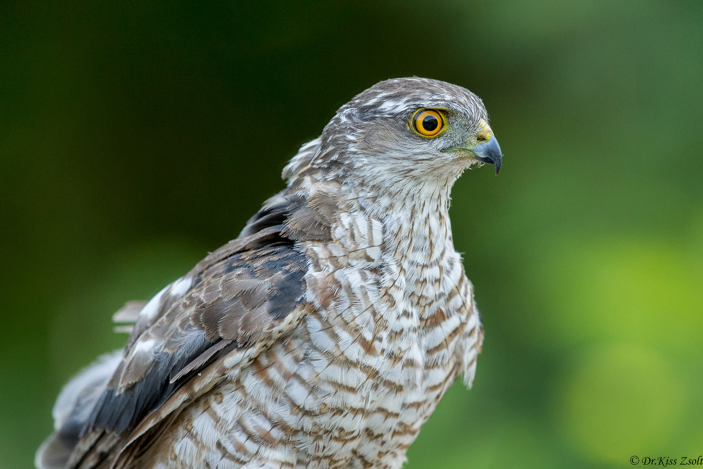 Ritratto Sparrowhawk