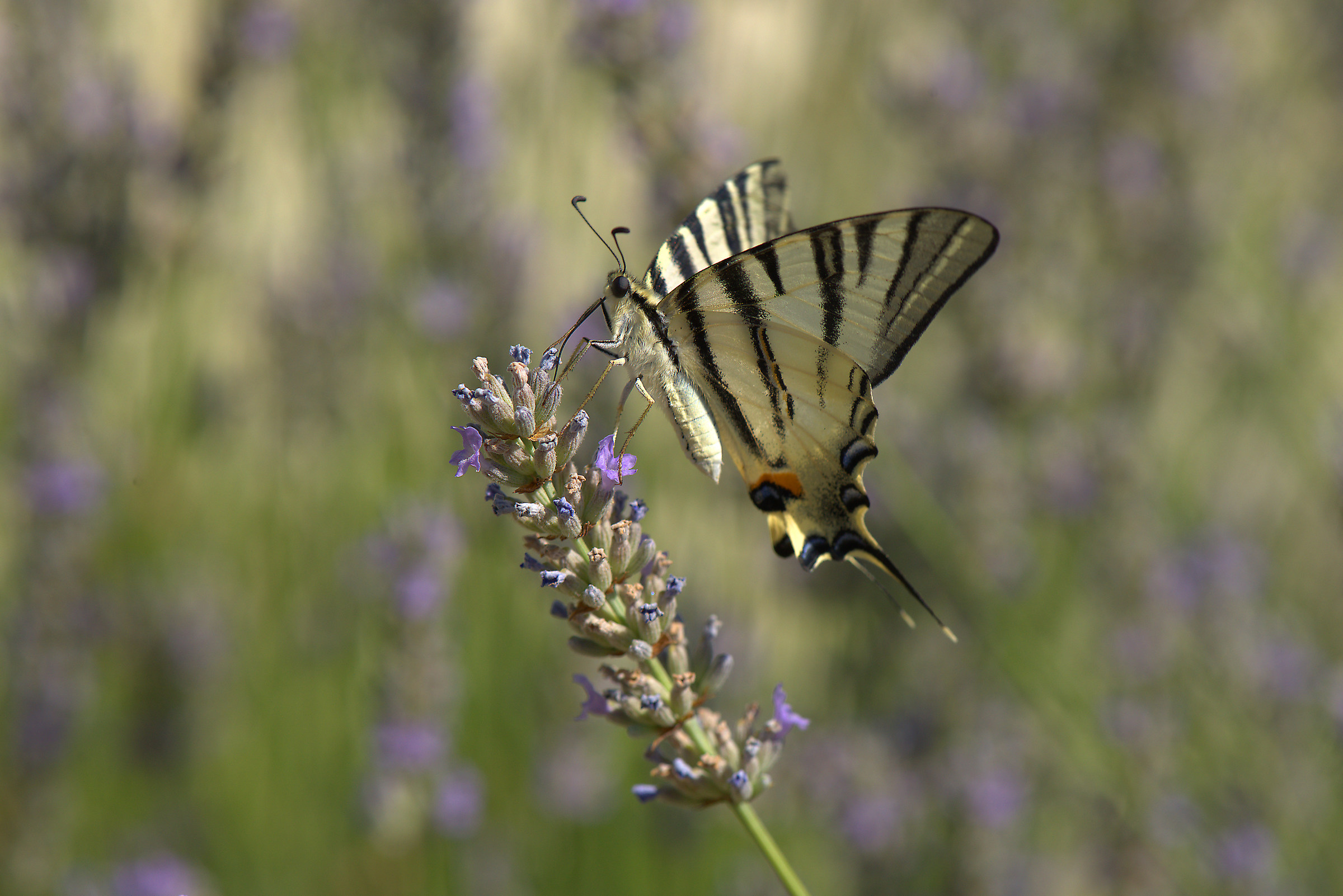 Iphiclides podalirius