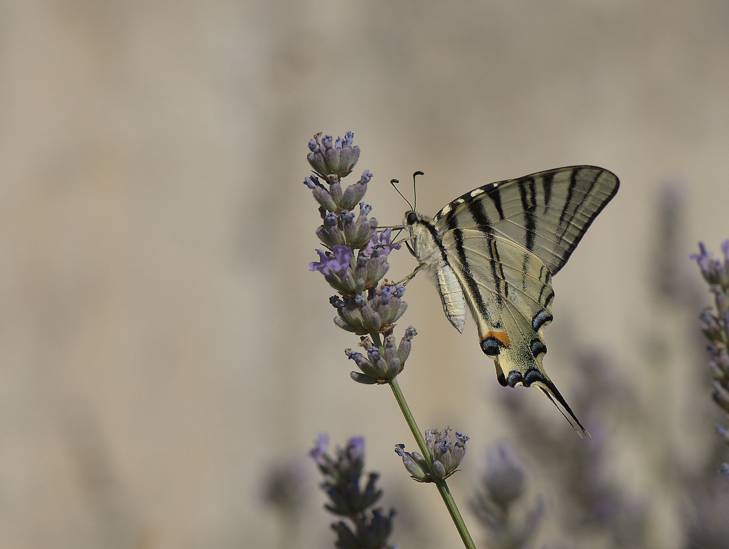 Iphiclides podalirius