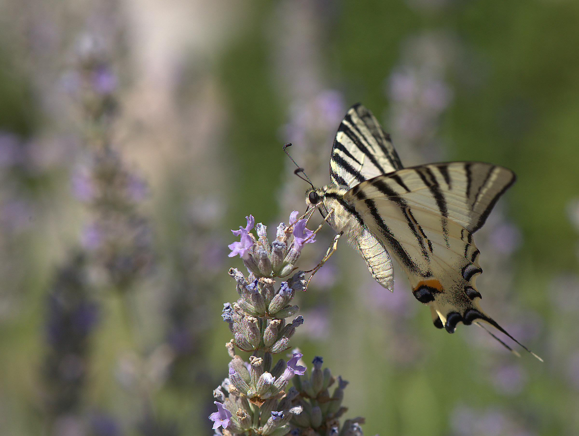 Iphiclides podalirius