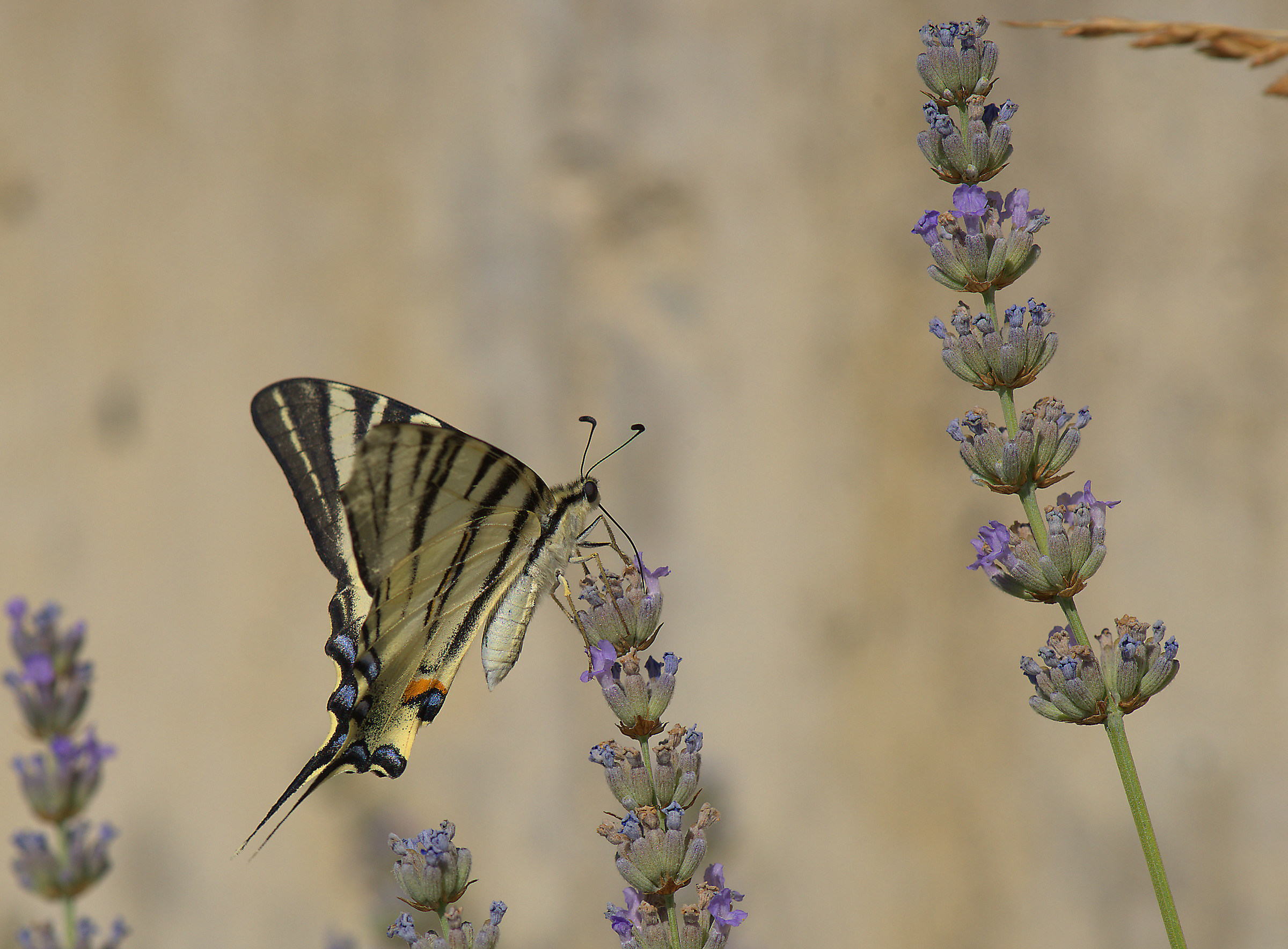 Iphiclides podalirius