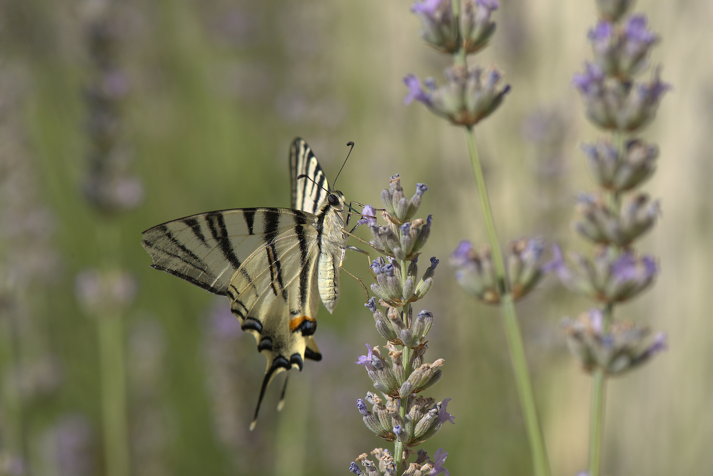 Iphiclides podalirius