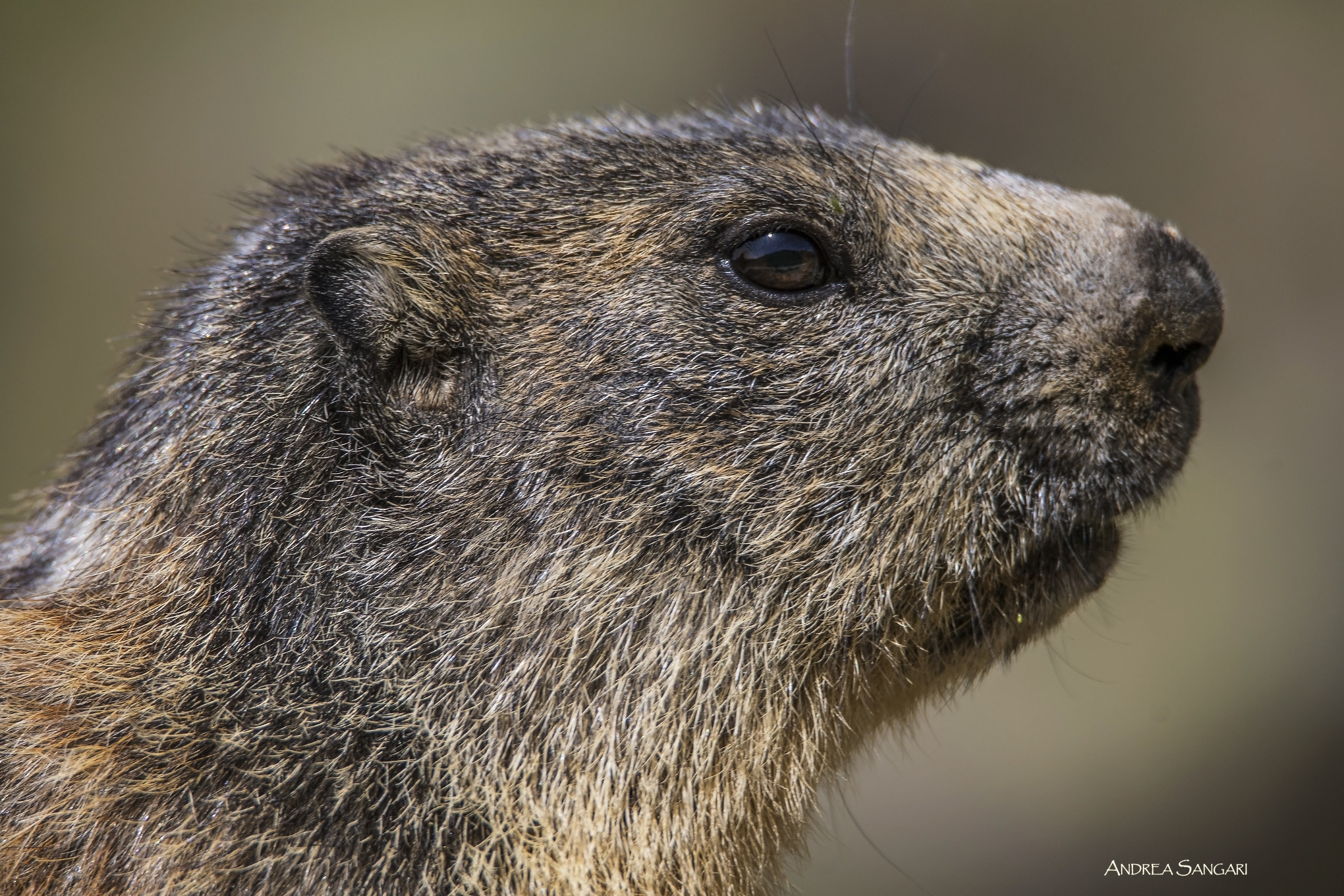 The portrait of the marmot