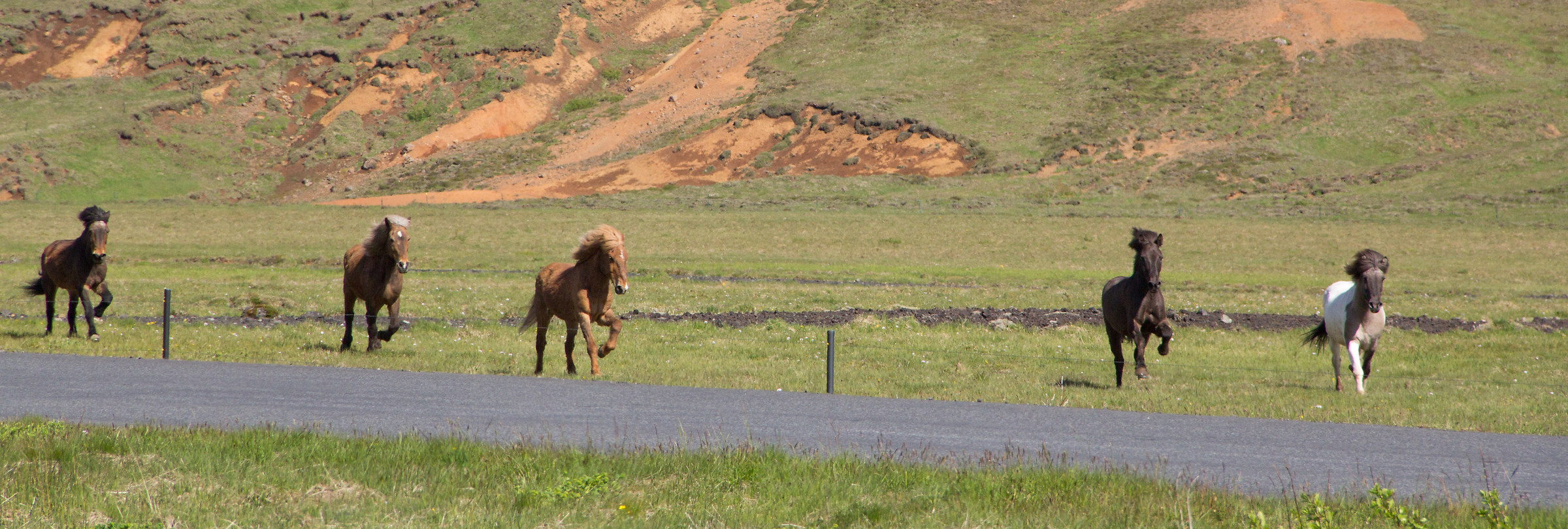 Icelandic horses
