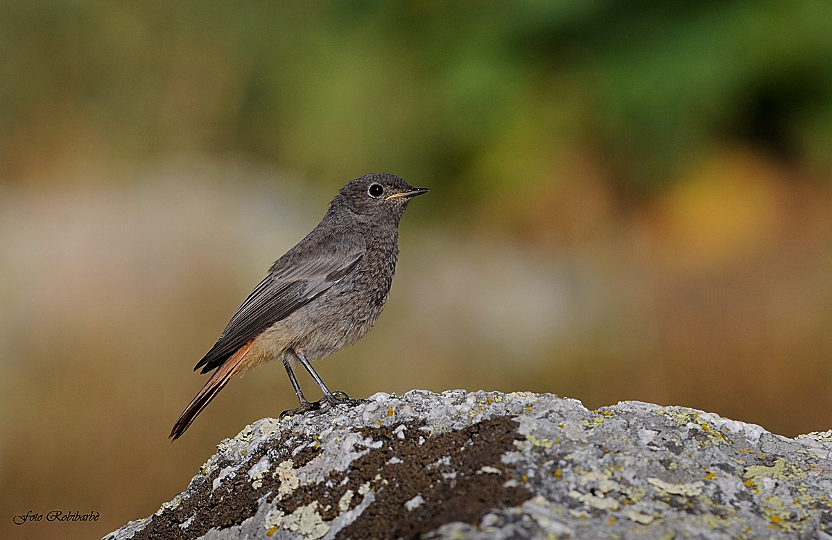 Codirosso spazzacamino (giovane)