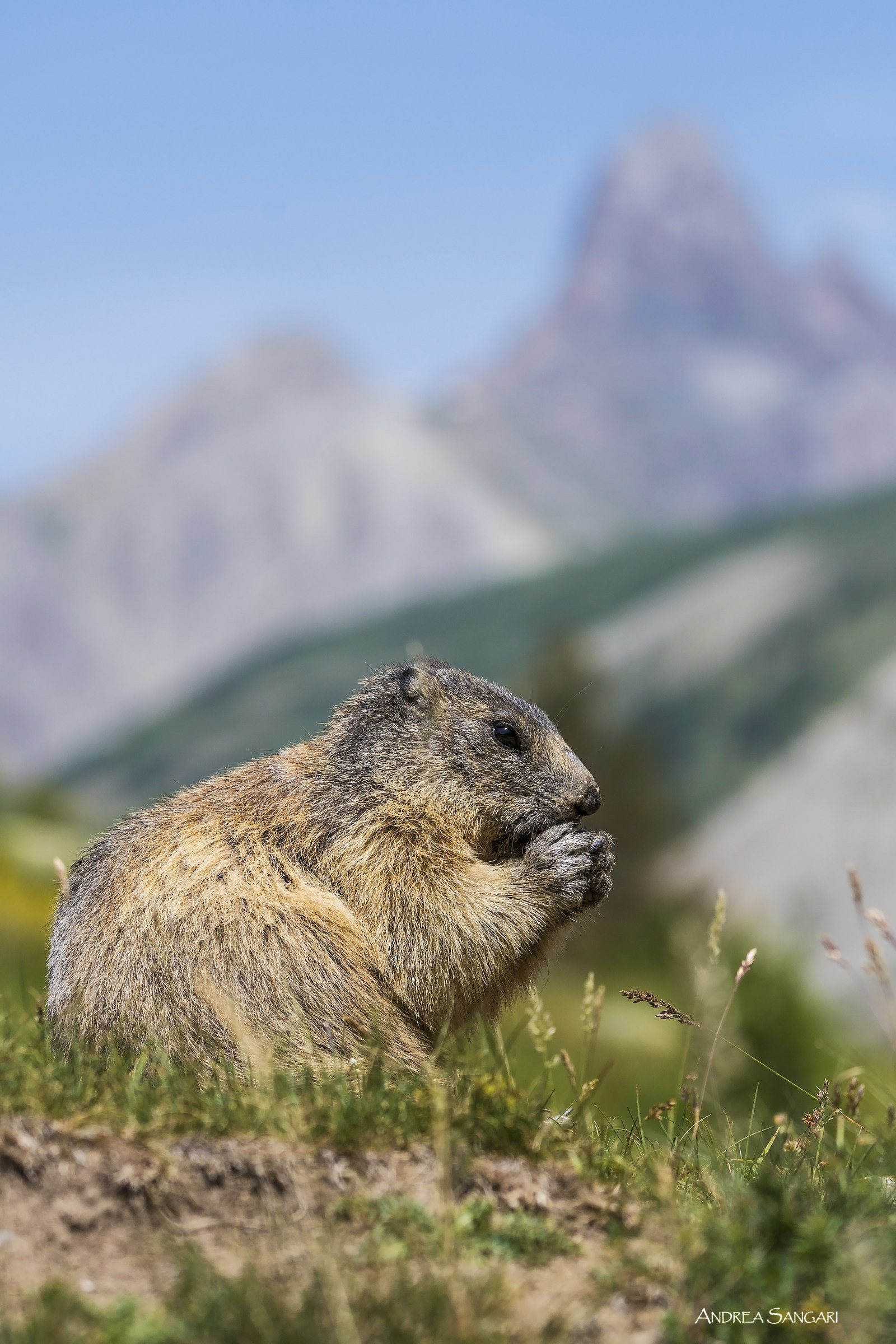The marmot and the mountain