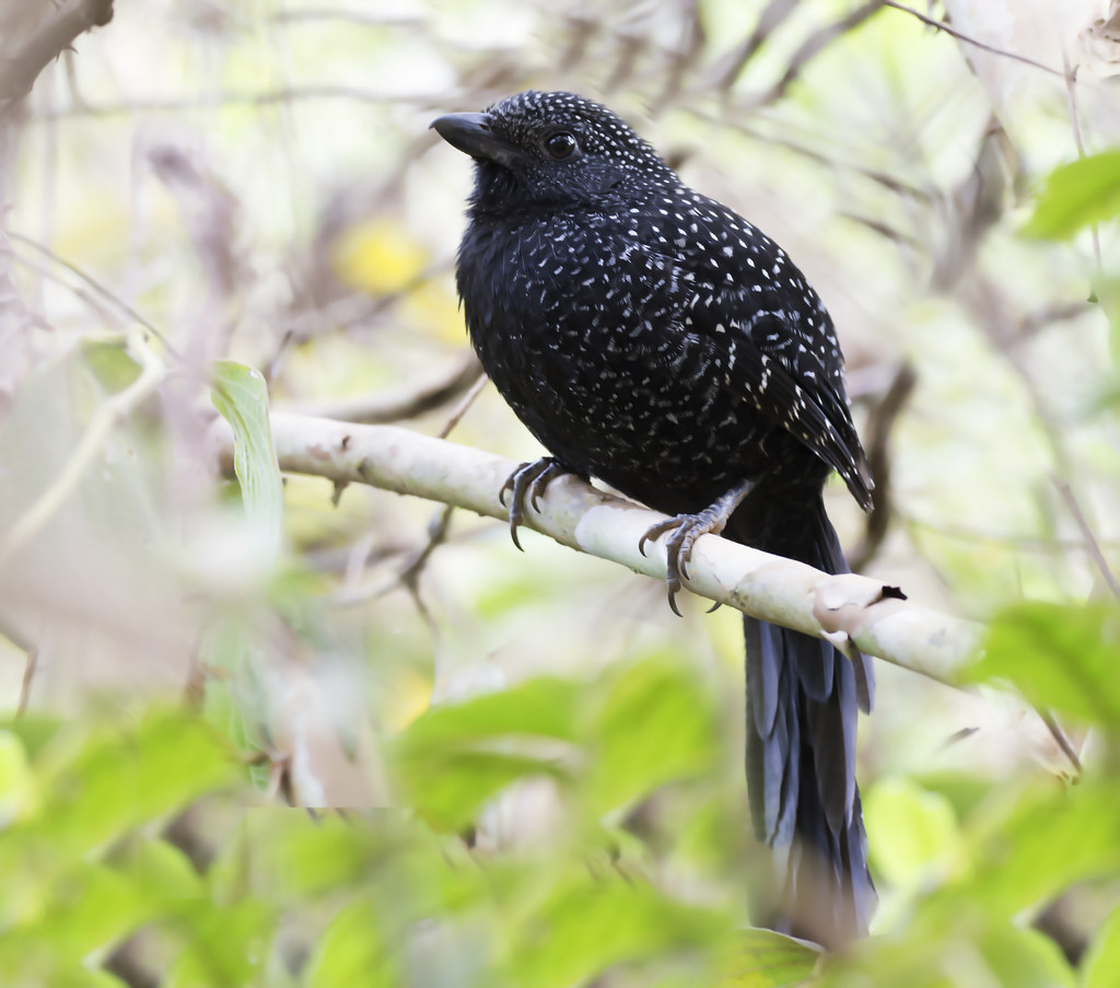 borralhara-assobiadora