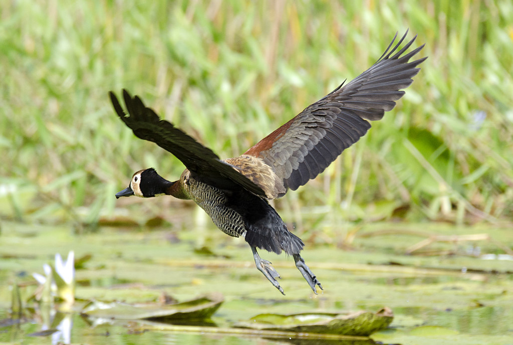 Irerê  (sesso indeterminato)