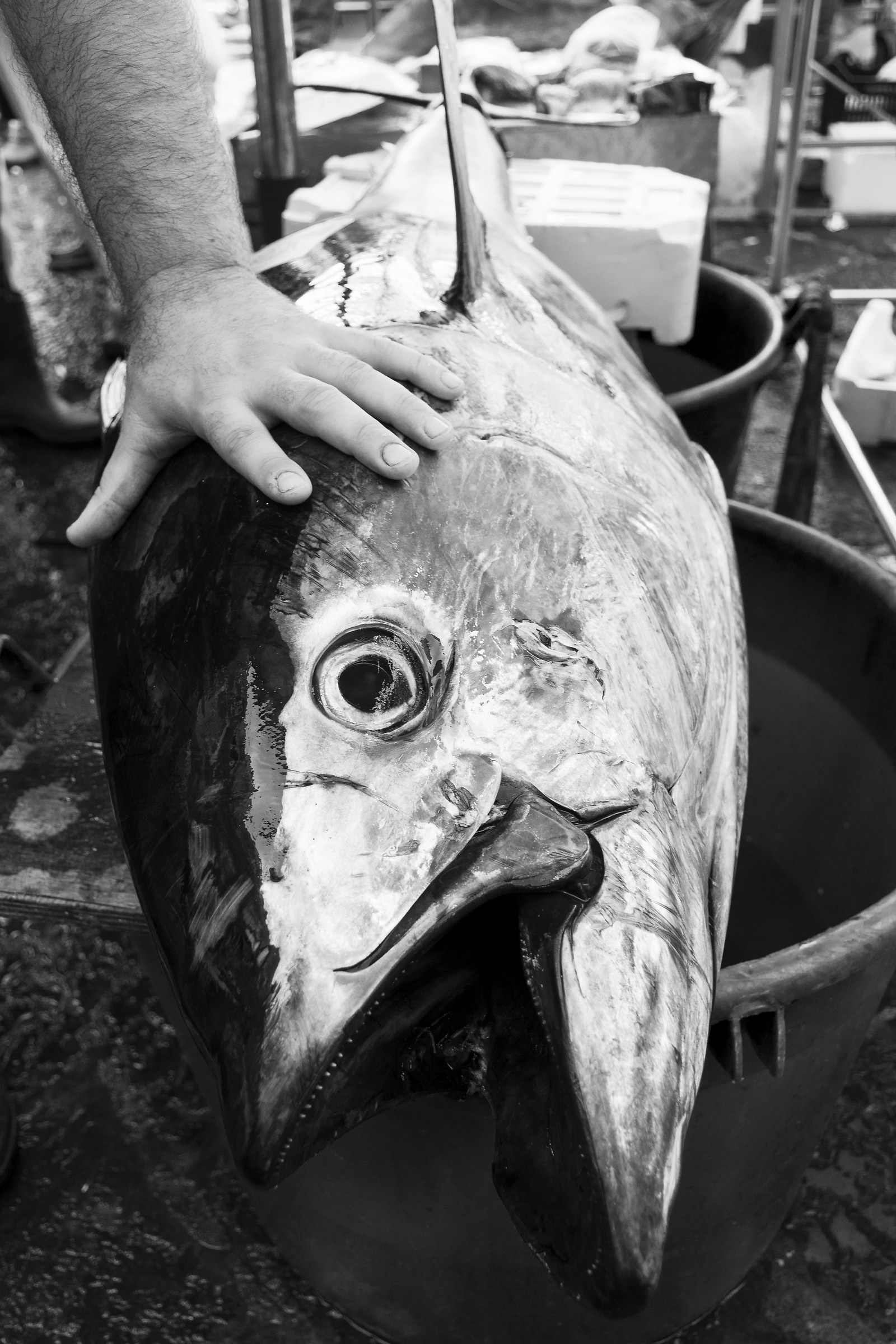 Catania, a fishing tuna