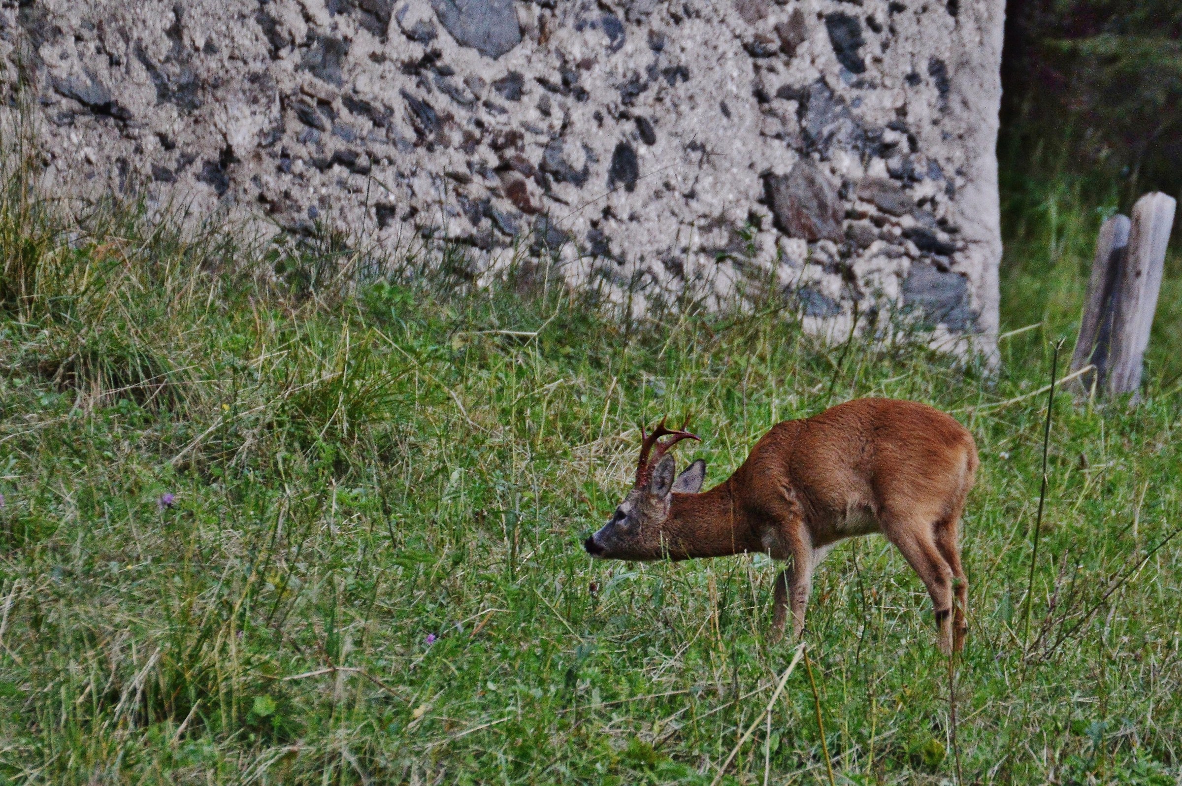 capriolo luglio 2017