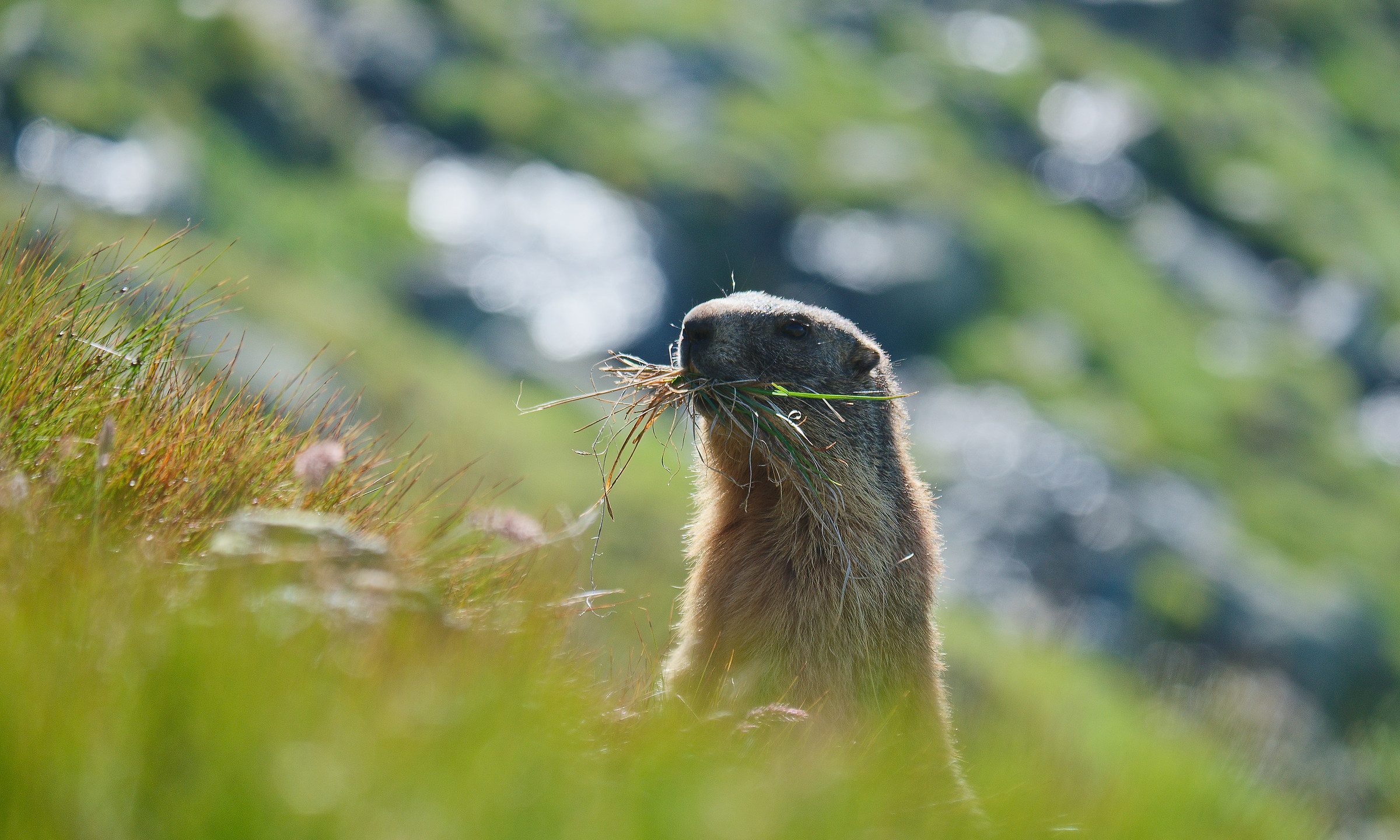Marmotta