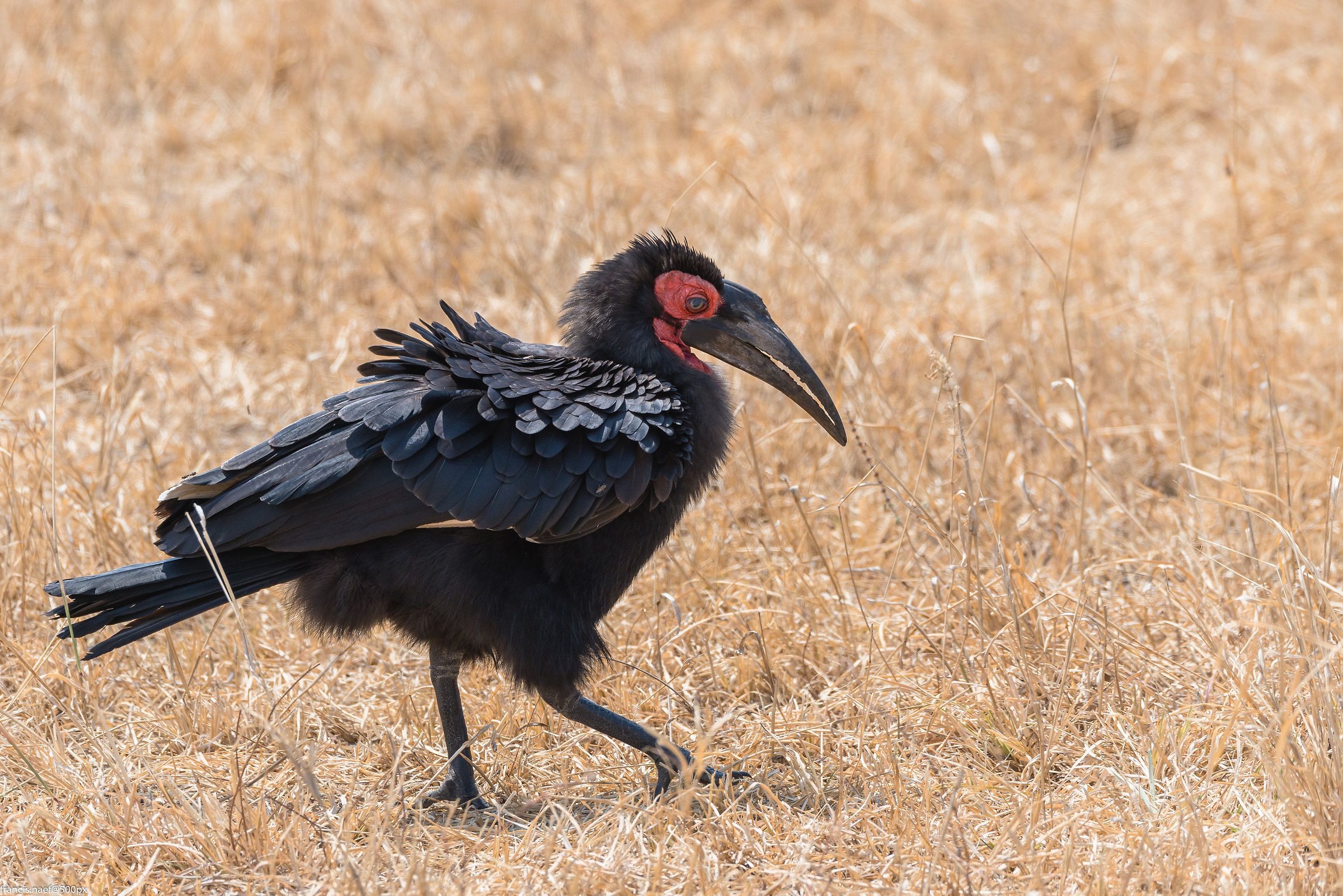 Ground hornbill (Bucorvus leadbeateri)