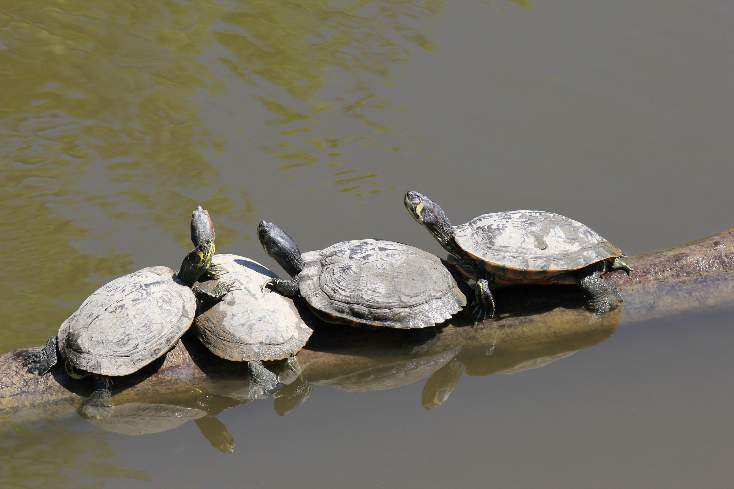 Turtles