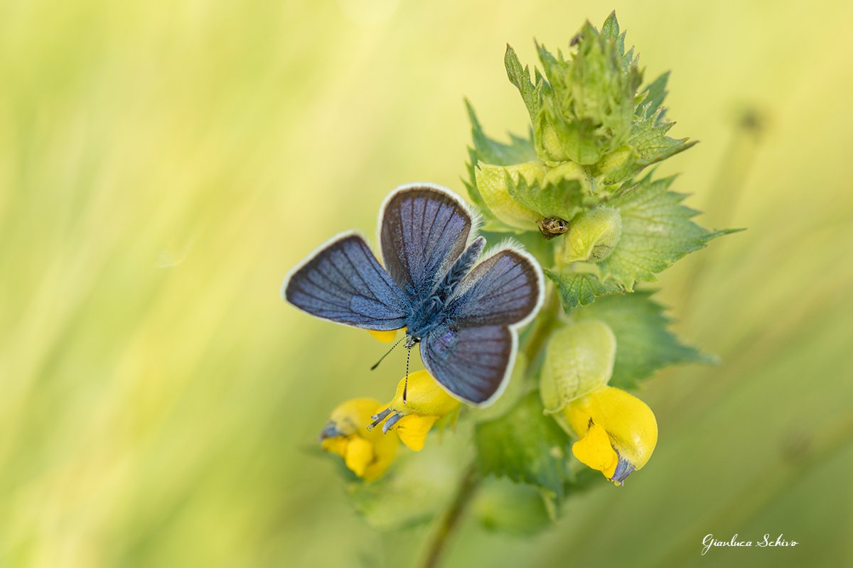Polyommatus icarus