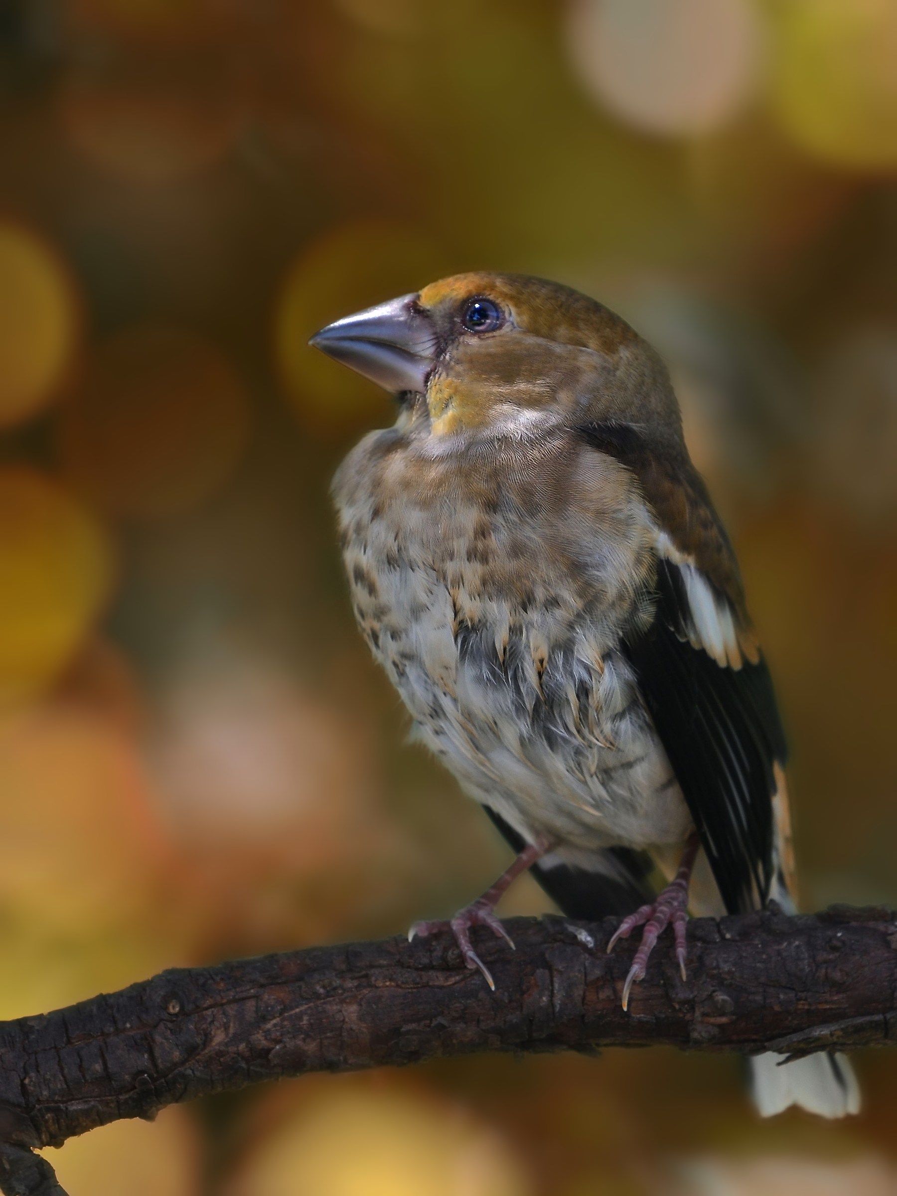 Coccothraustes coccothraustes
