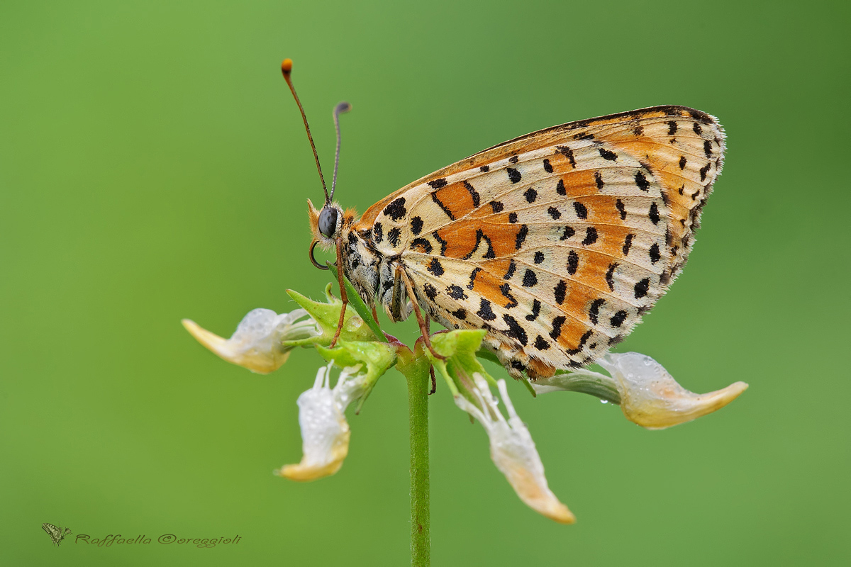Melitaea didyma