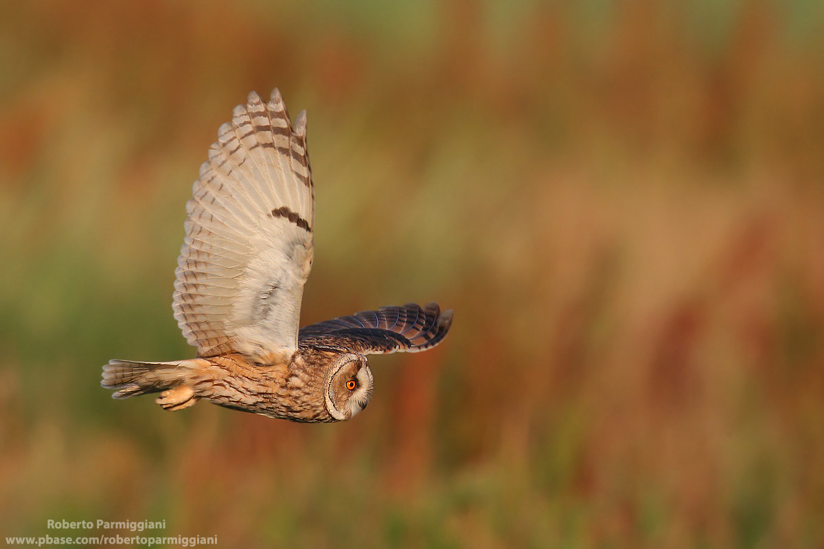 Common owl in hunting
