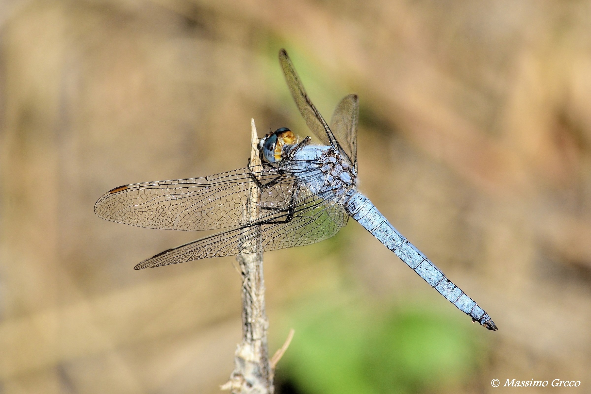 Orthetrum brunneum