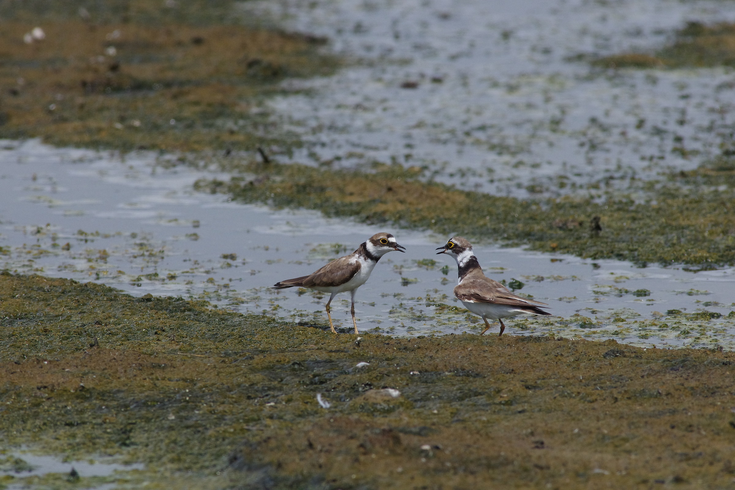 Little Ringed Plover