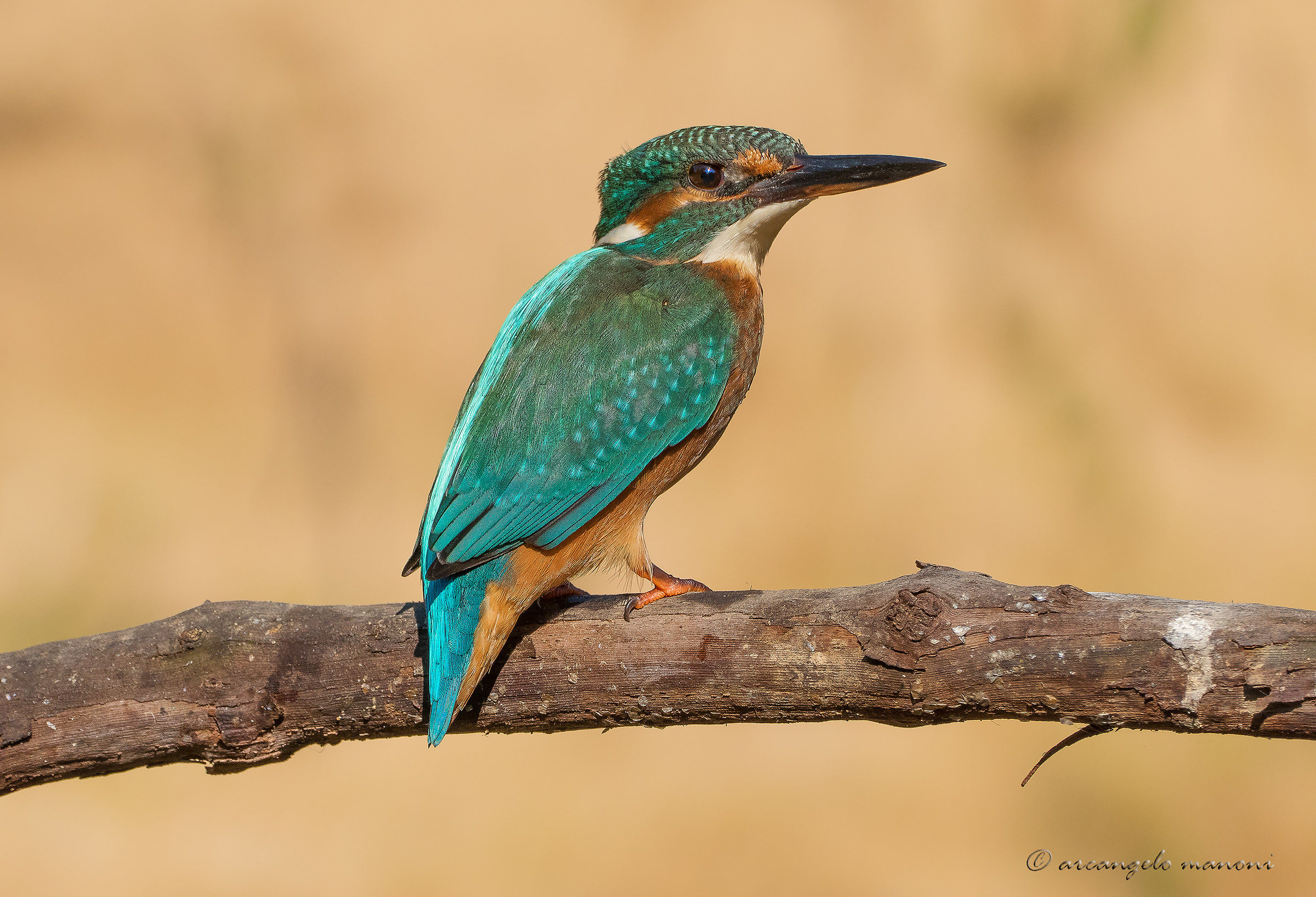 Altro martino con la bridge
