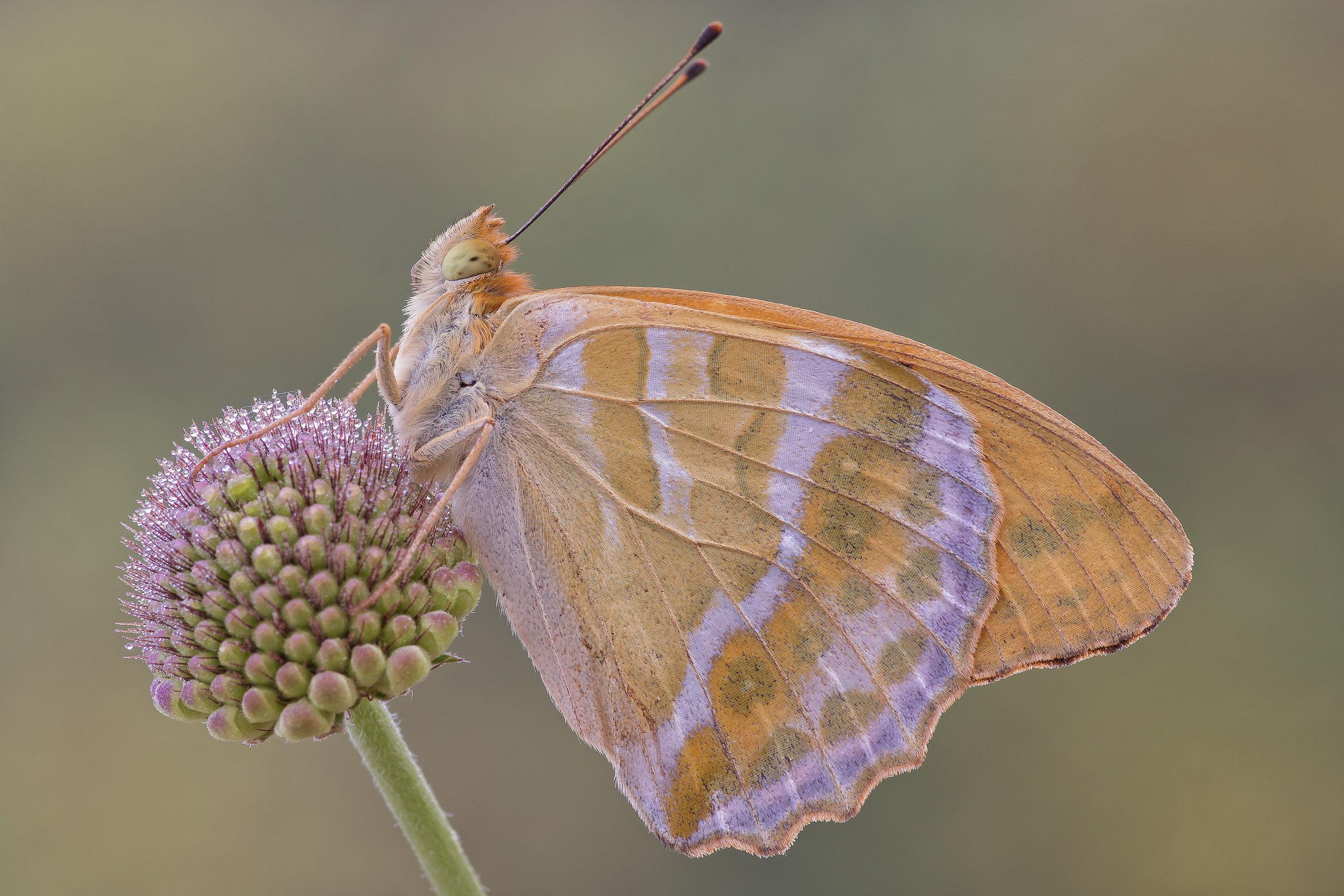 Argynnis paphia
