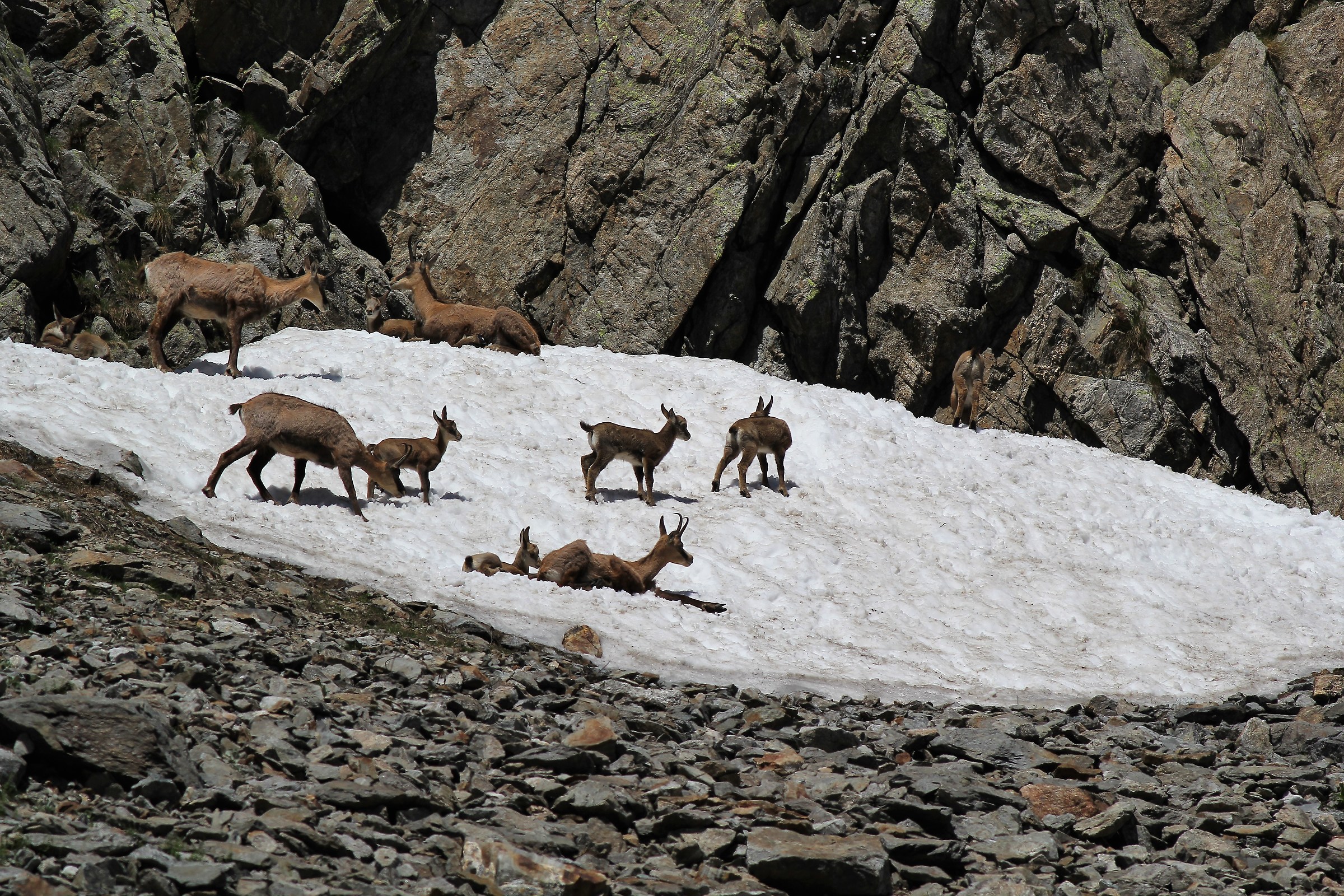 Chamomile refreshes.