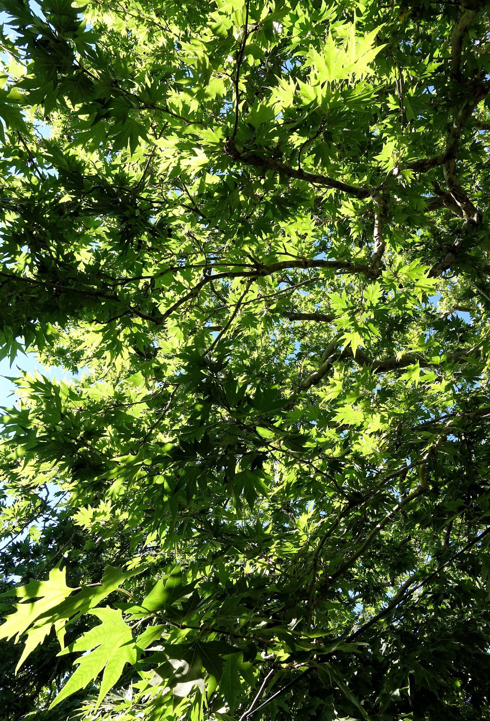 Below the plane tree