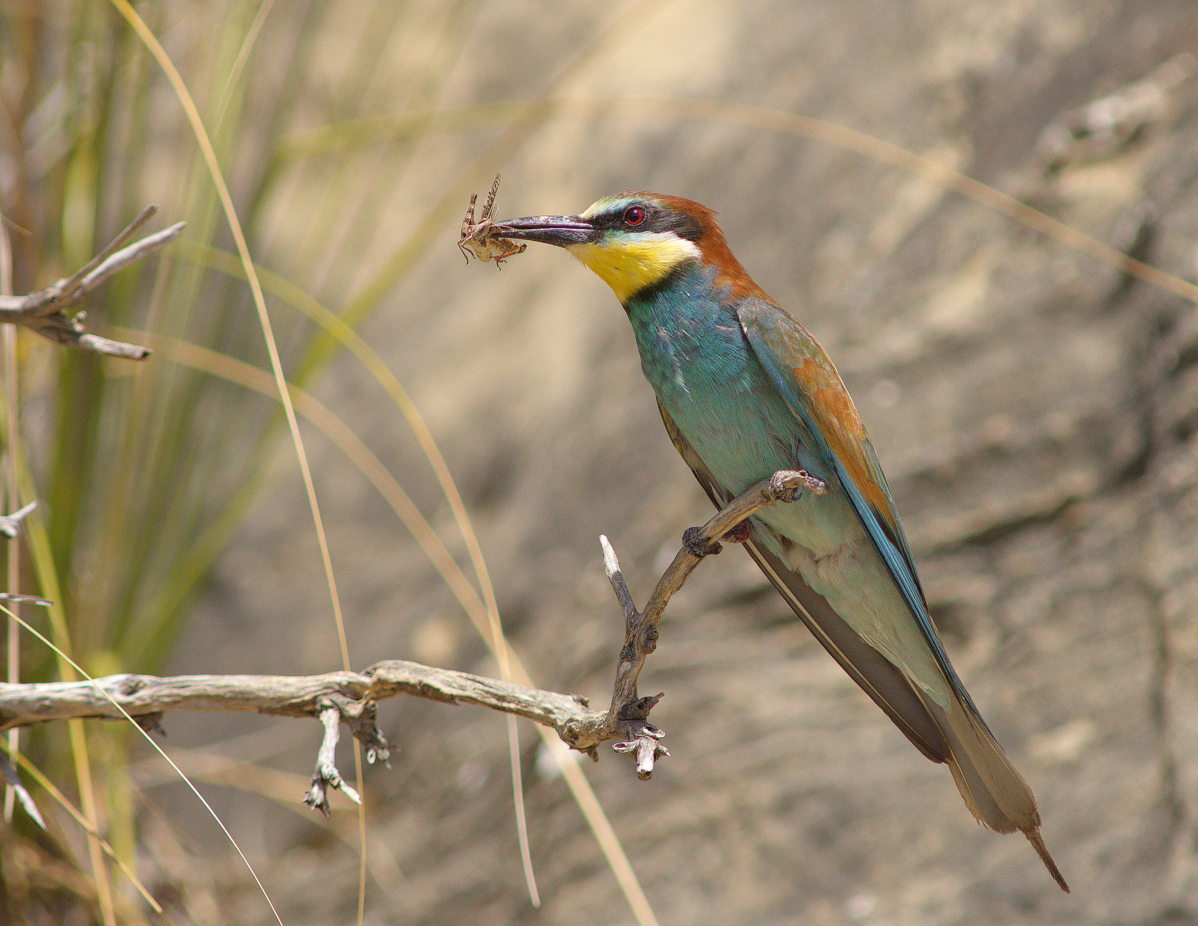 Bee eater