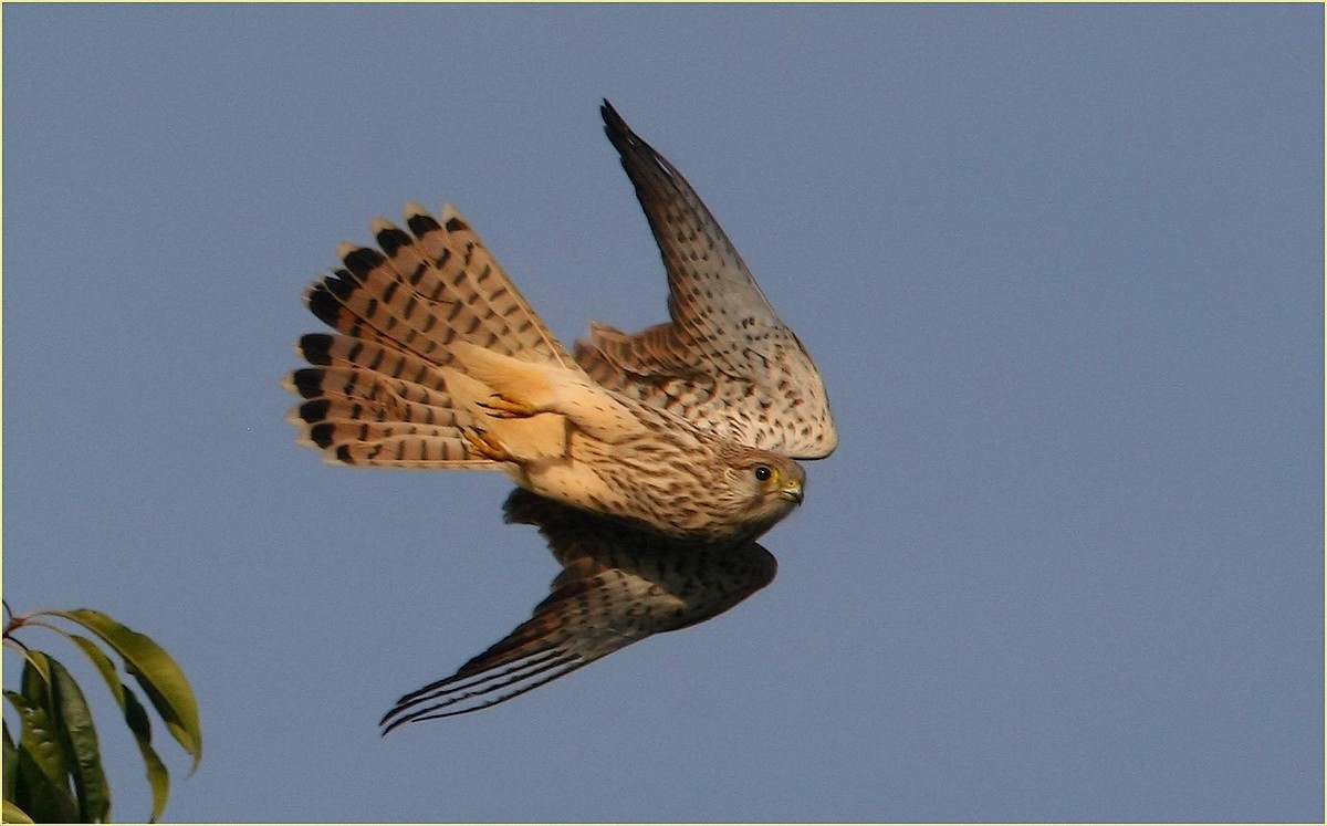 ,, Kestrel female''