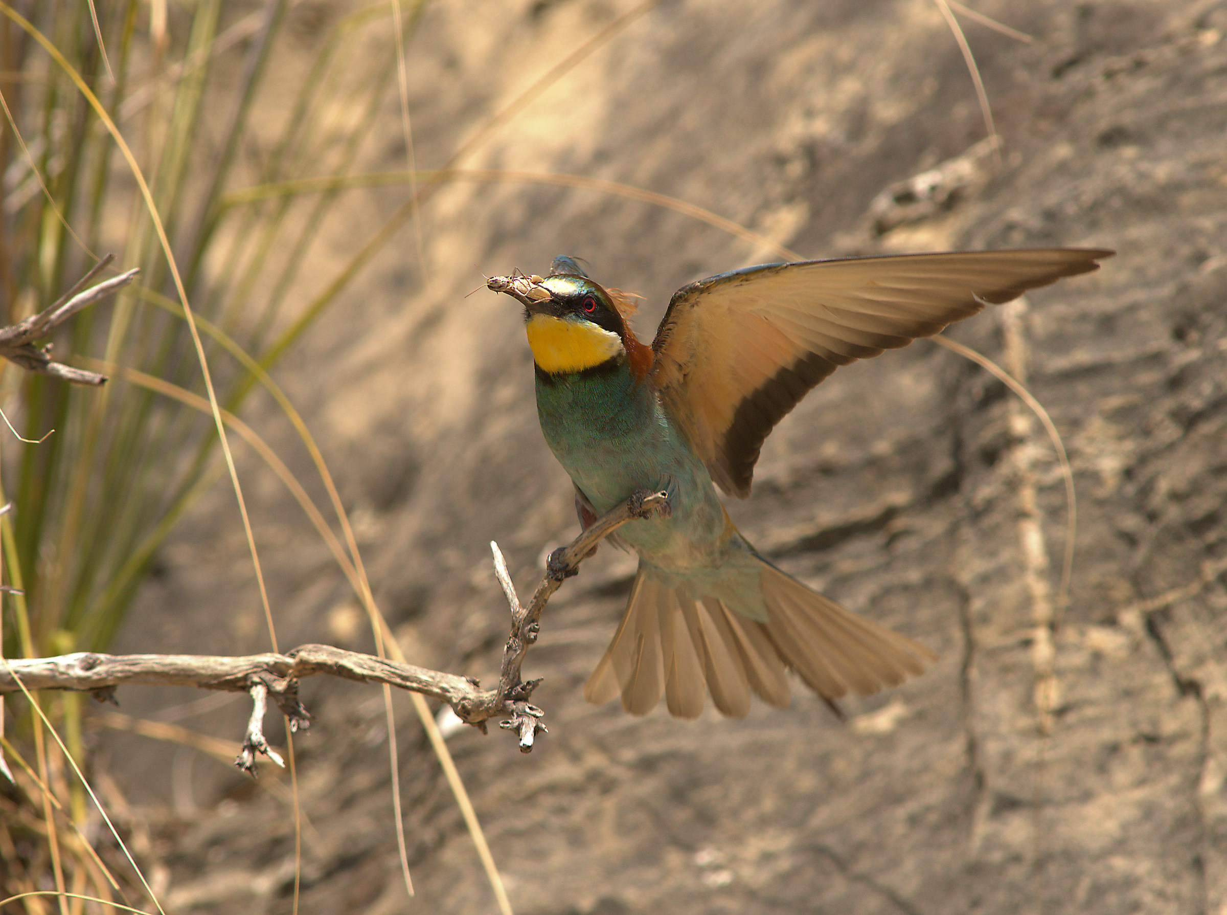 Bee eater