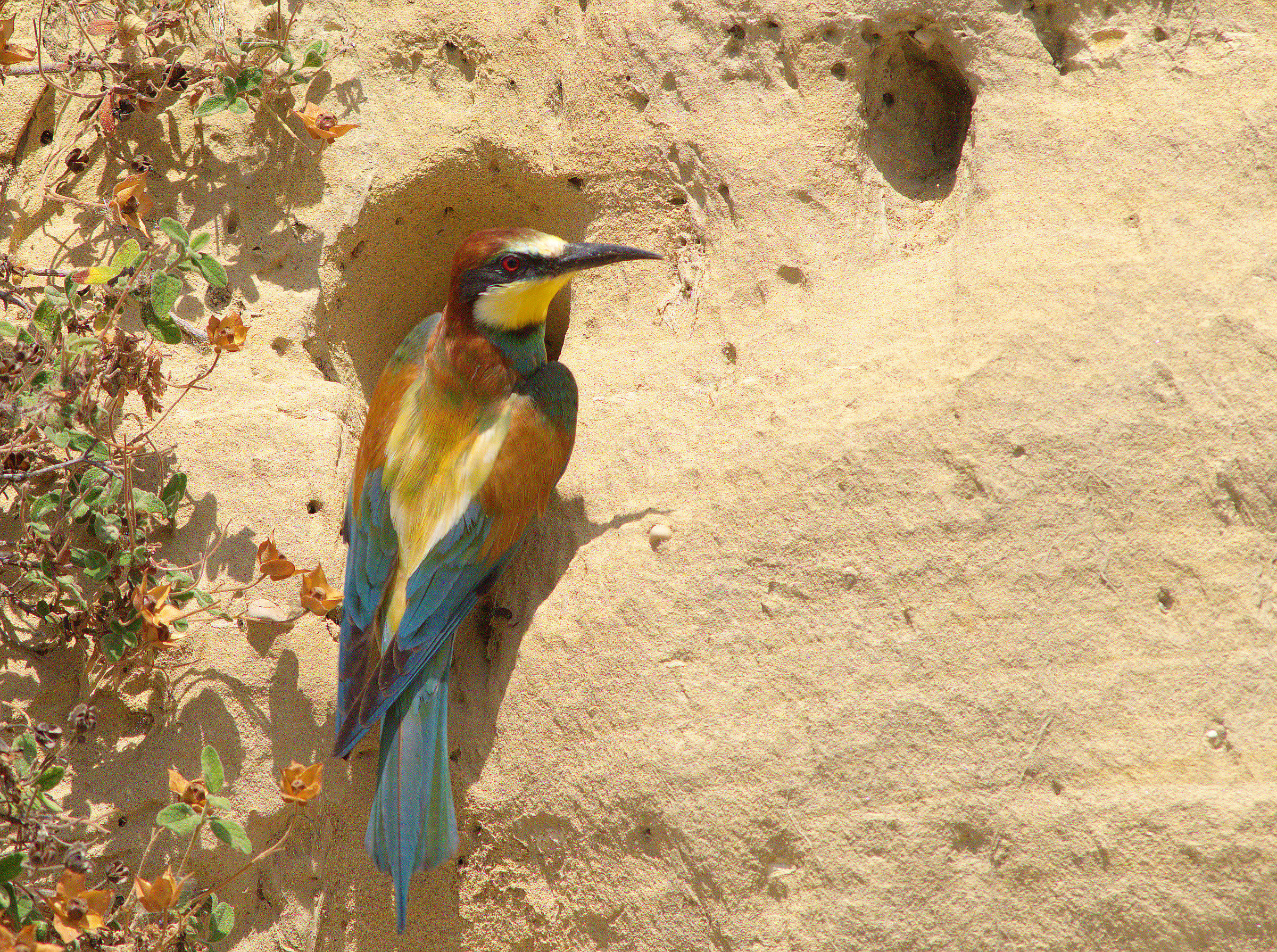 Bee eater