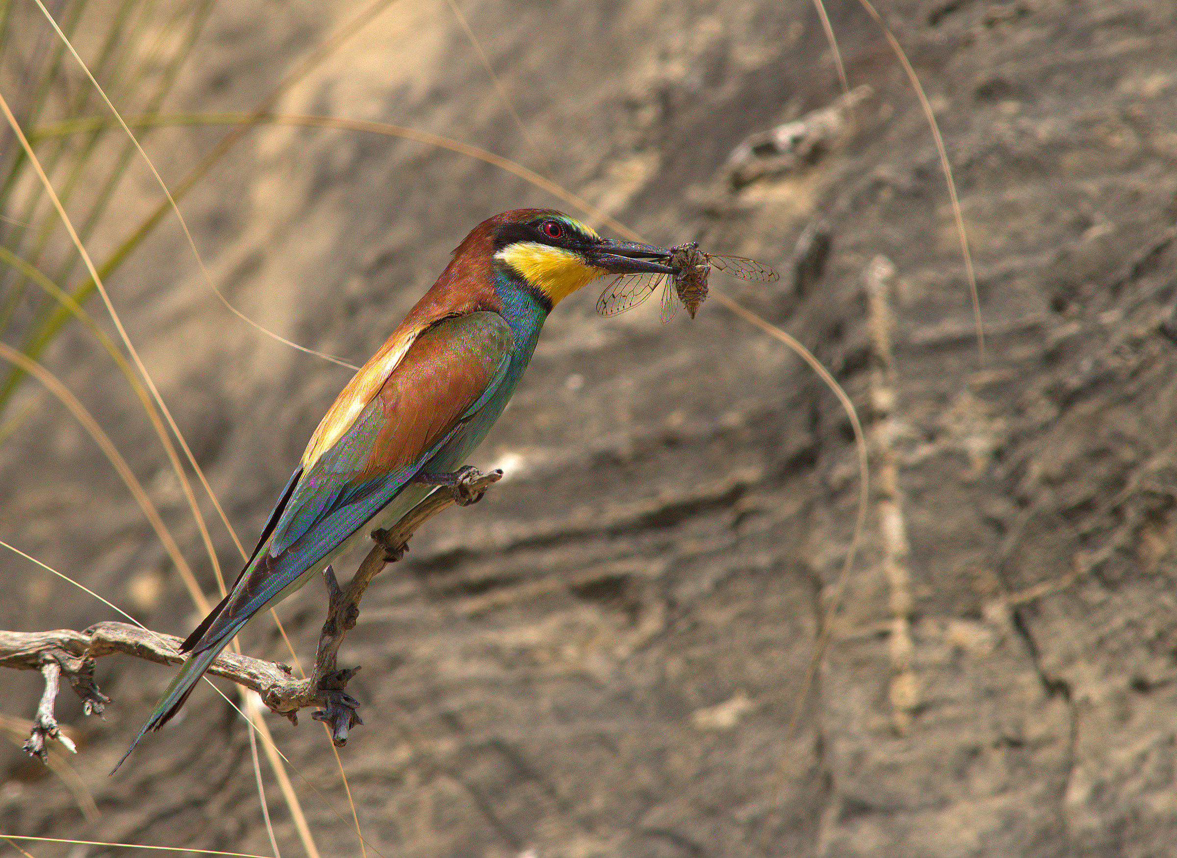 Bee eater
