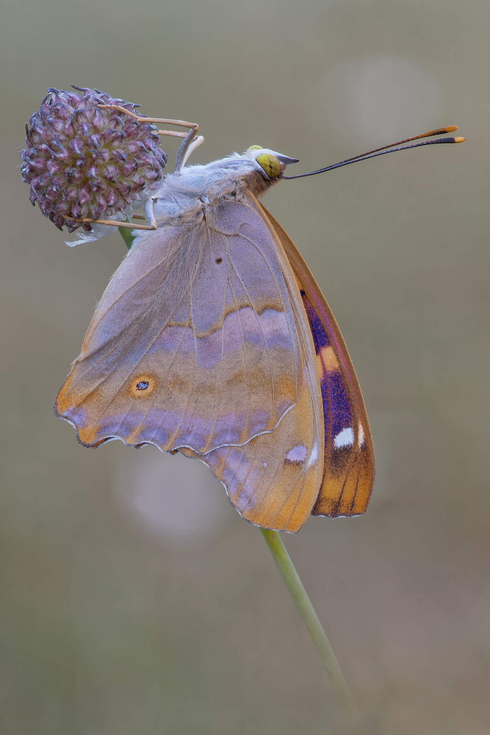 Appearance male ilia