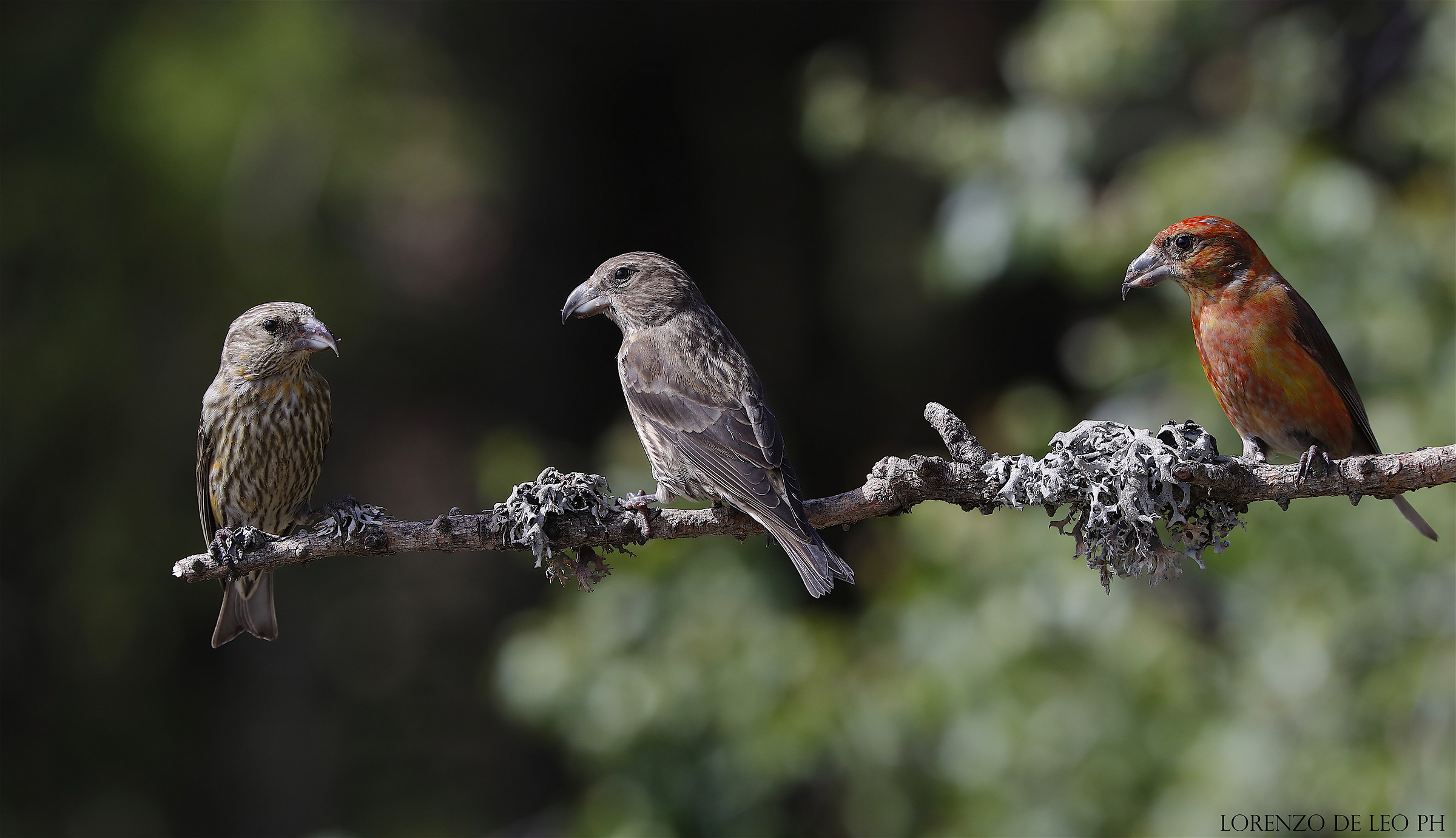 Cruise dealers, choose the color ....