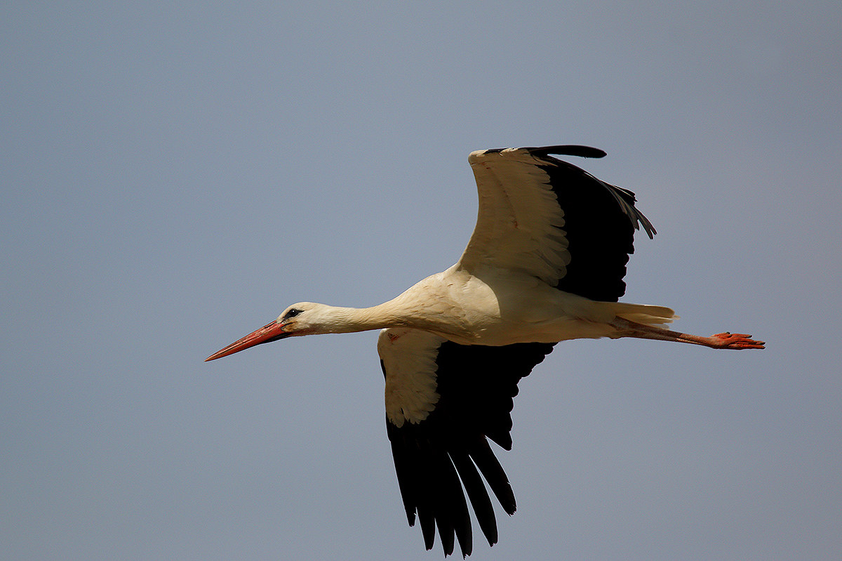 The stork flight