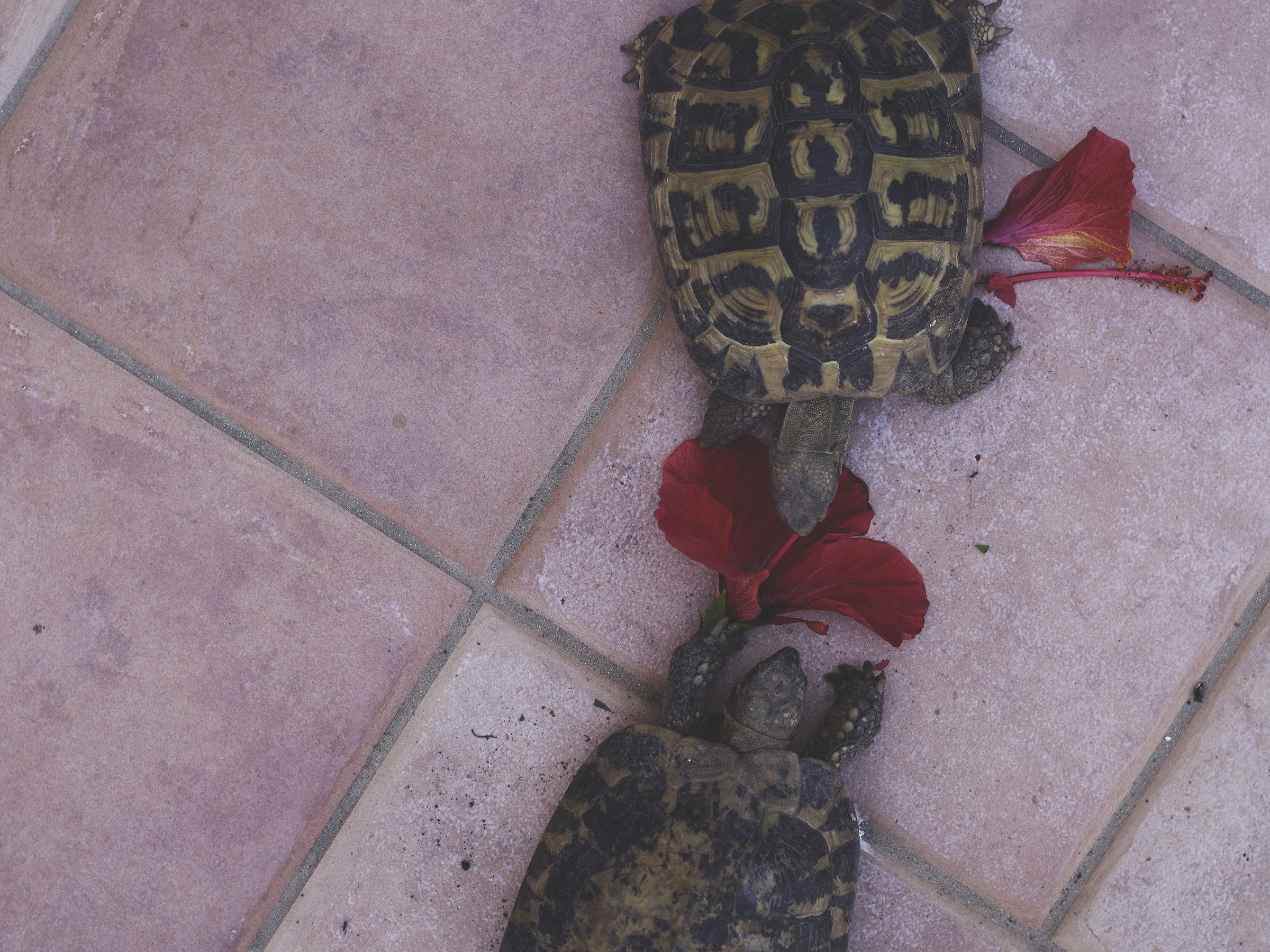 The Praise of Slowness