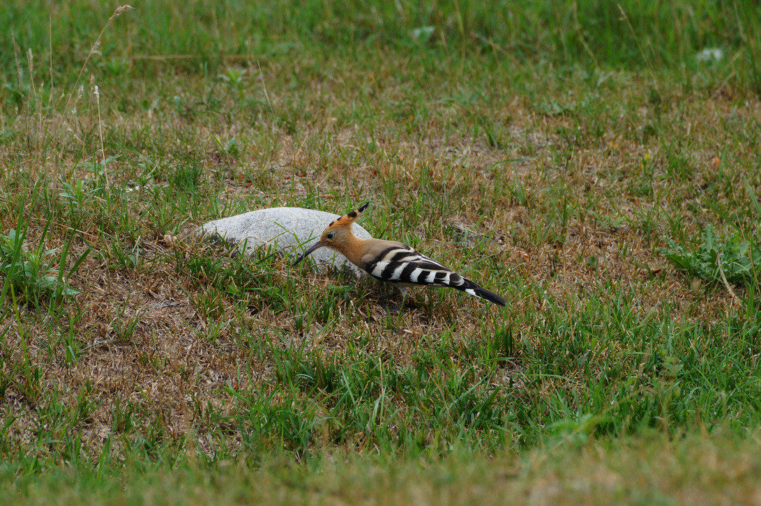 Hoopoe