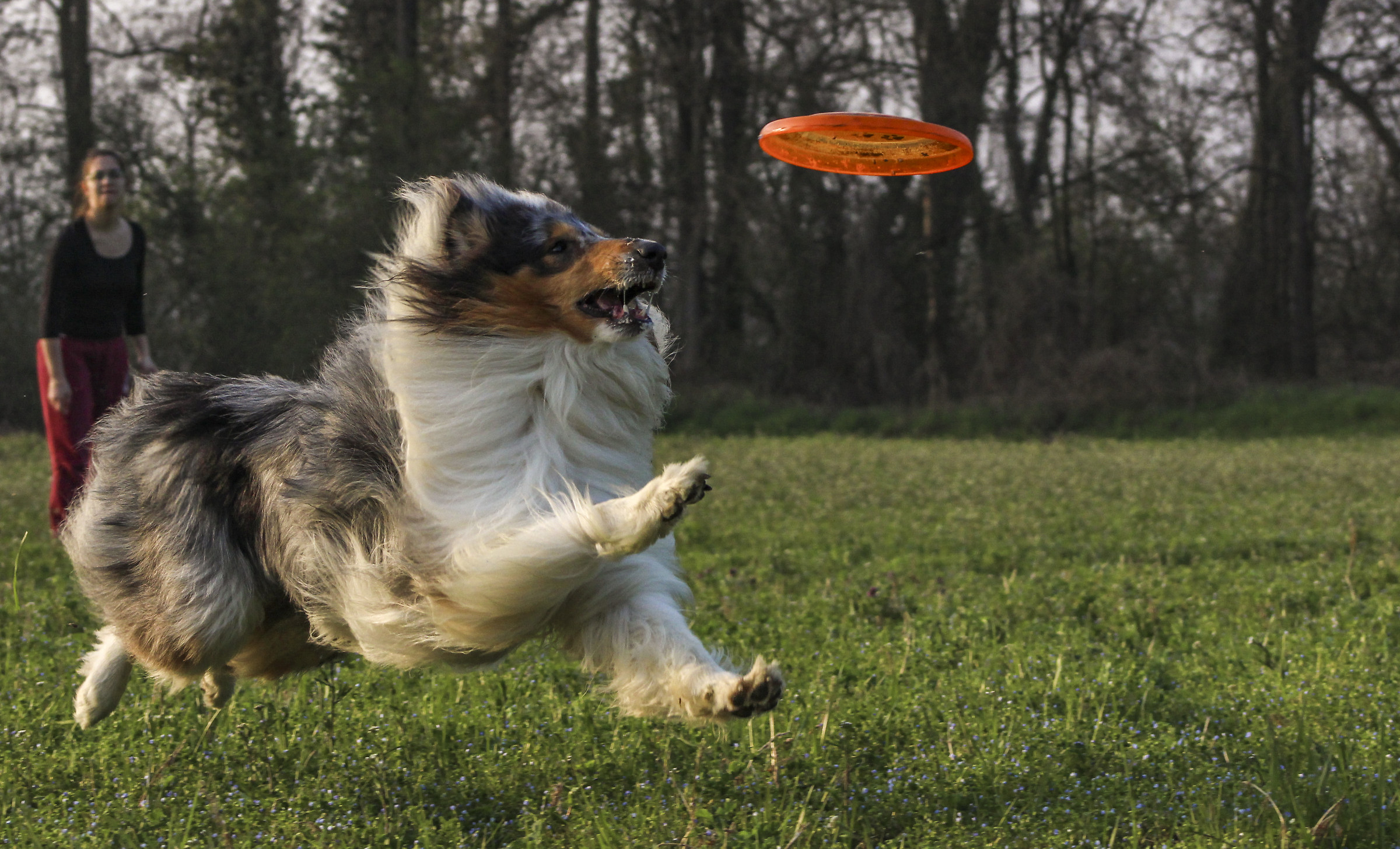 Afternoon Campaign and Frisbee