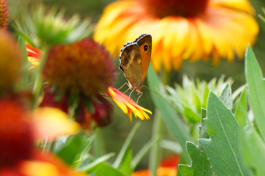 Scusate la schiena !!