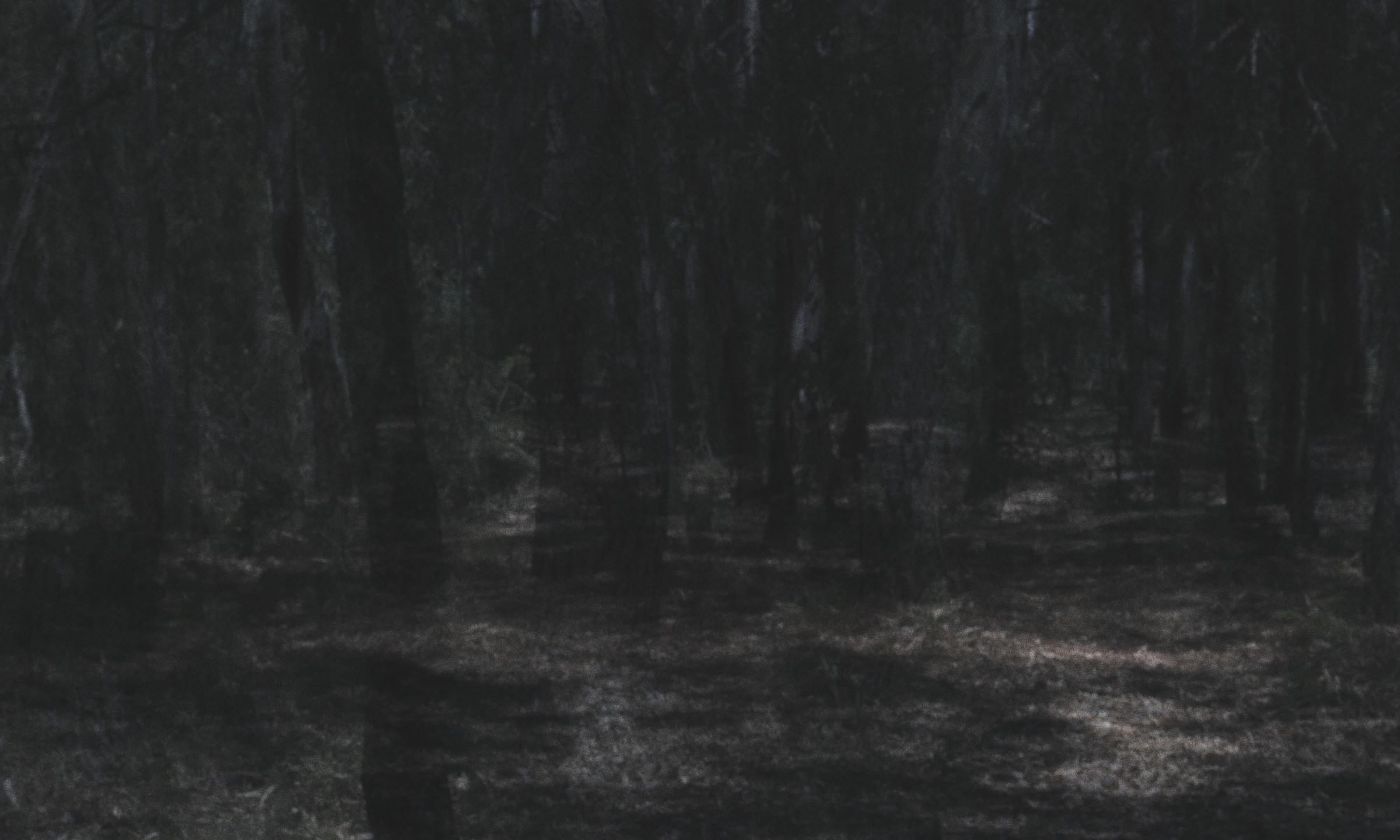 From the Red Capuchin eyes