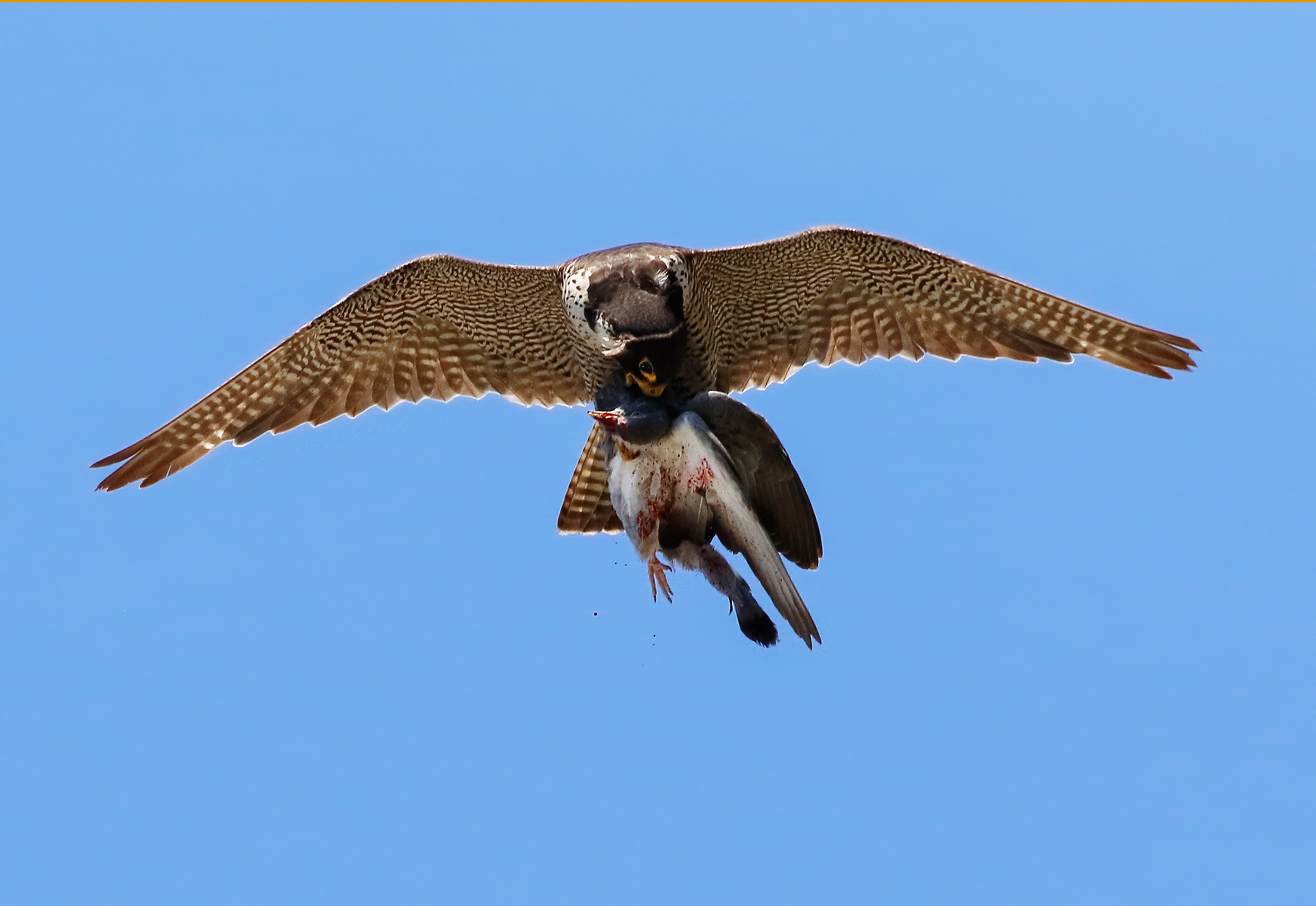 Falco pellegrino con preda *
