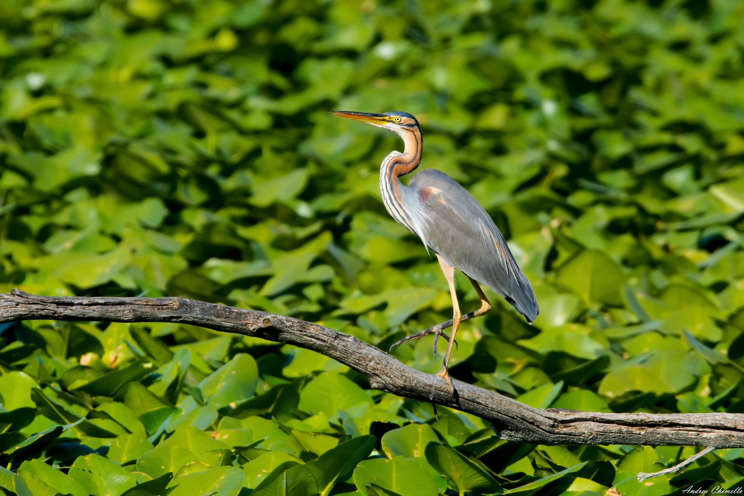 Red heron (Ardea purpurea)
