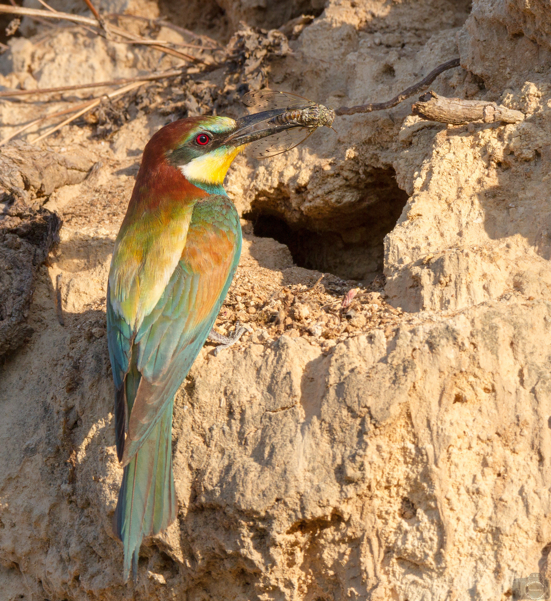 Grouse at dawn with cicada.