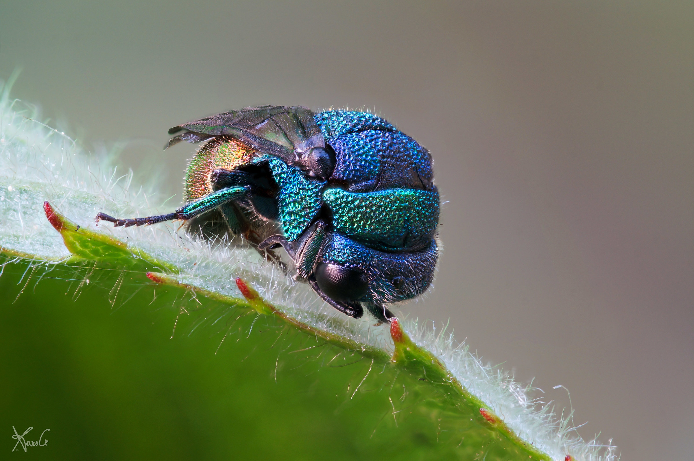 Give me that I'm shy !!