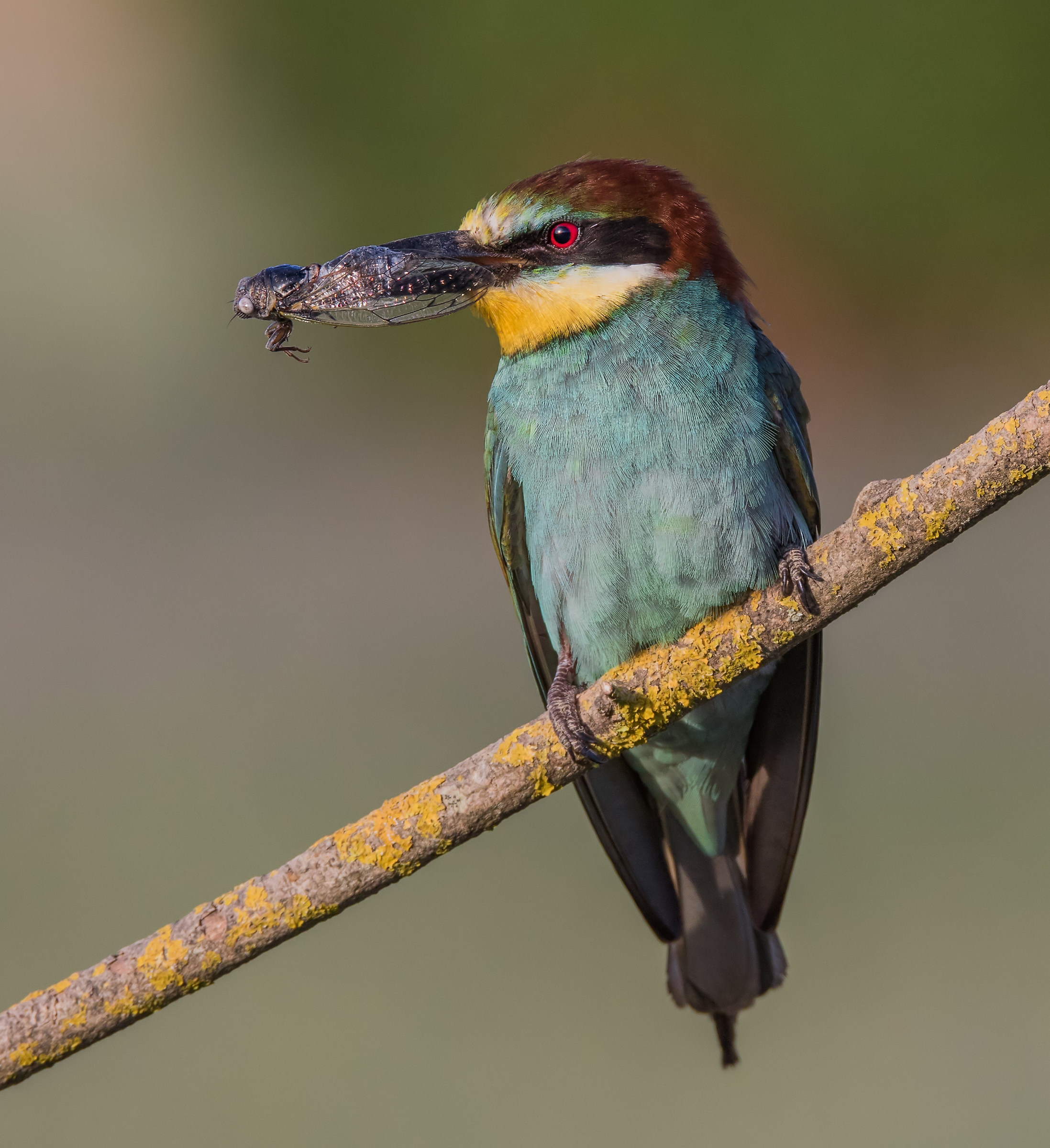 The Gruccione and the Cicada