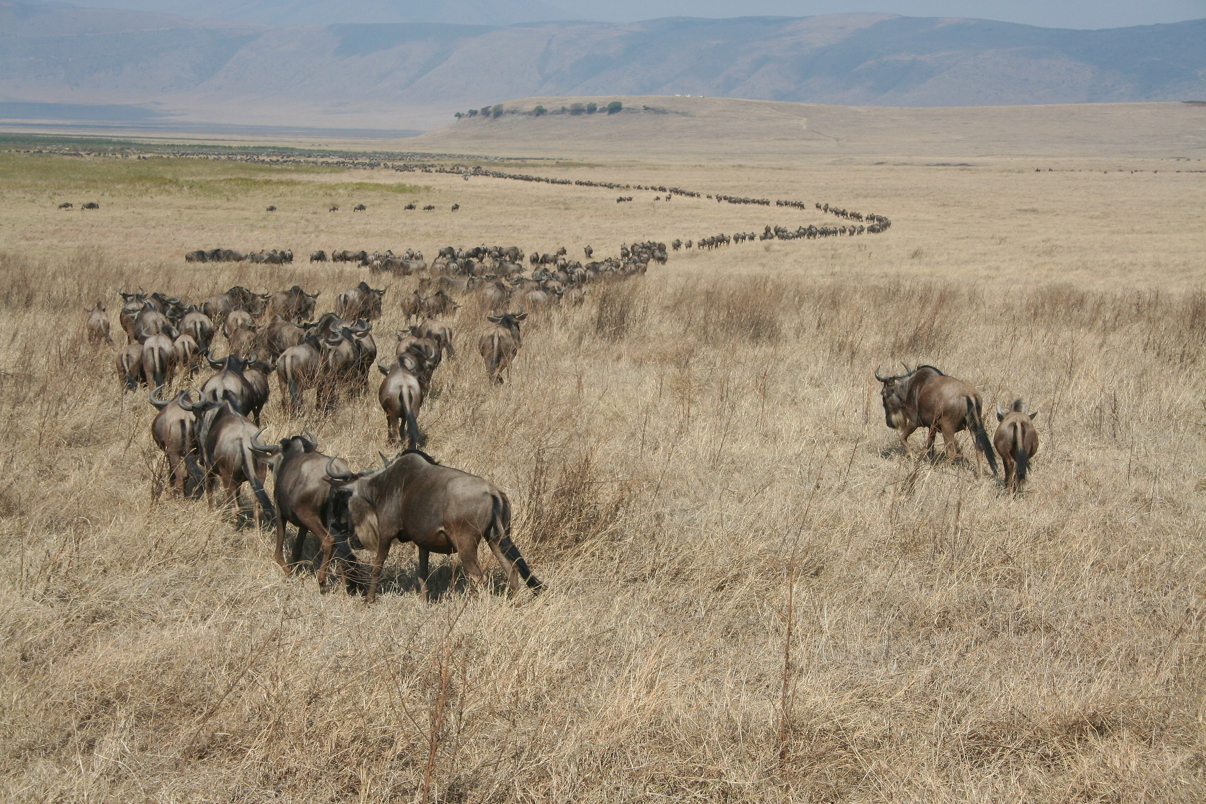 Serpente di gnu in marcia